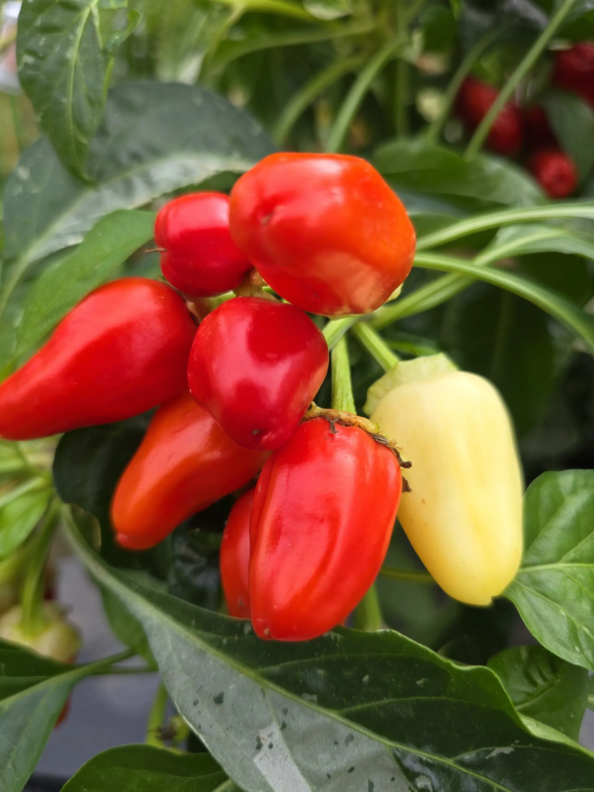 F6 Variegated Mutant x BRW x Yellow Bouquet - Image 14