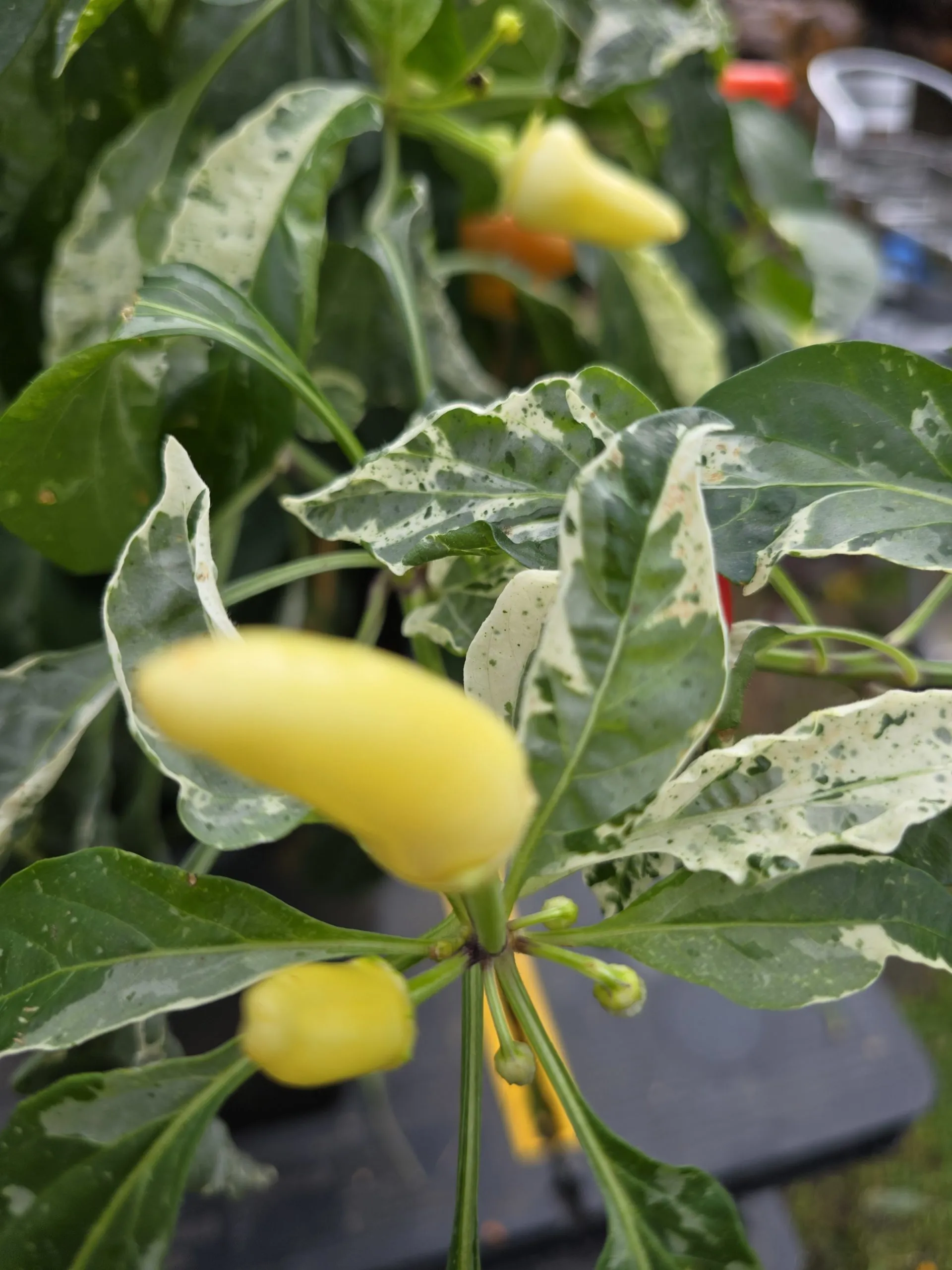 F6 Variegated Mutant x BRW x Yellow Bouquet - Image 15