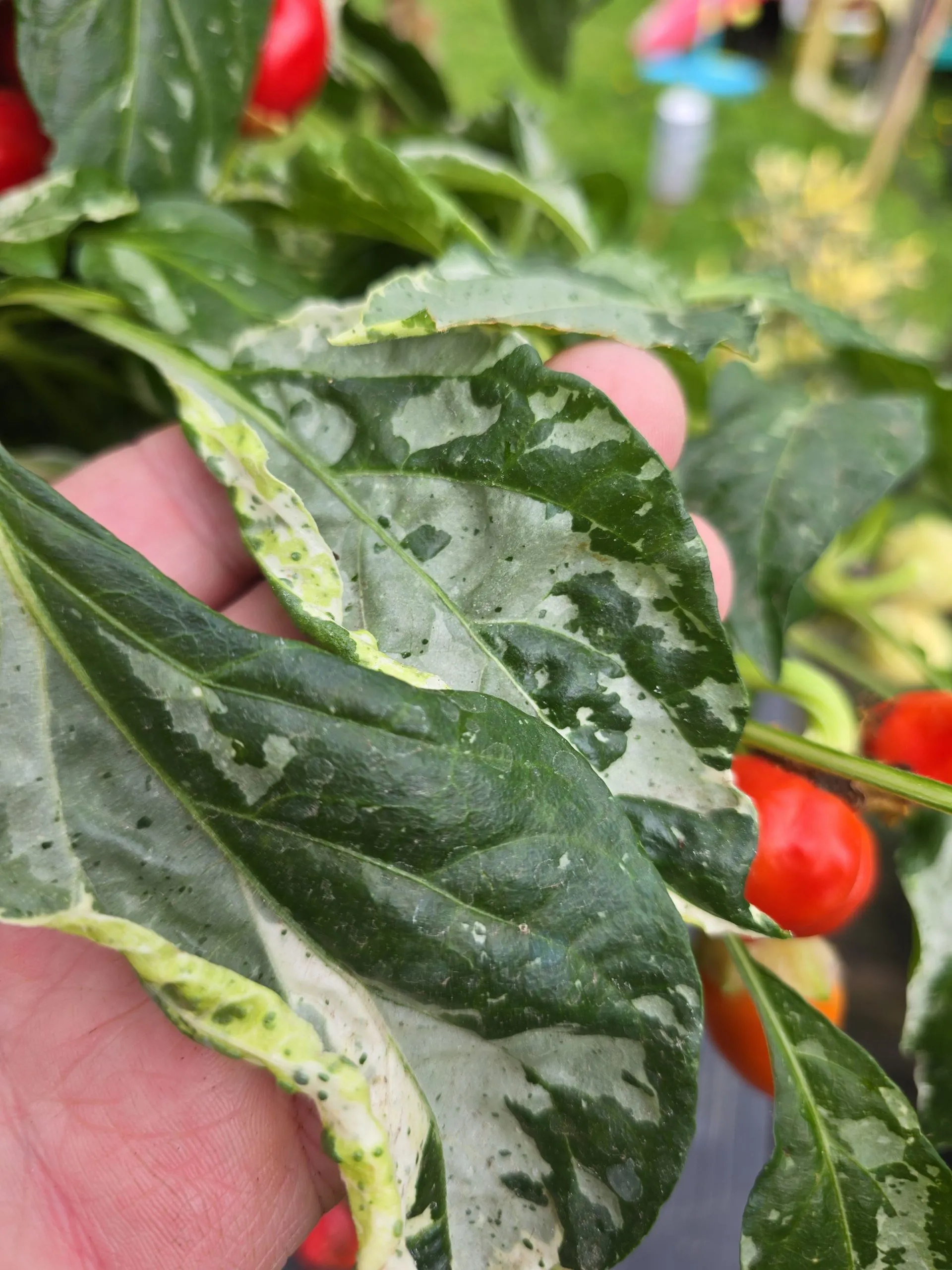 F6 Variegated Mutant x BRW x Yellow Bouquet - Image 3