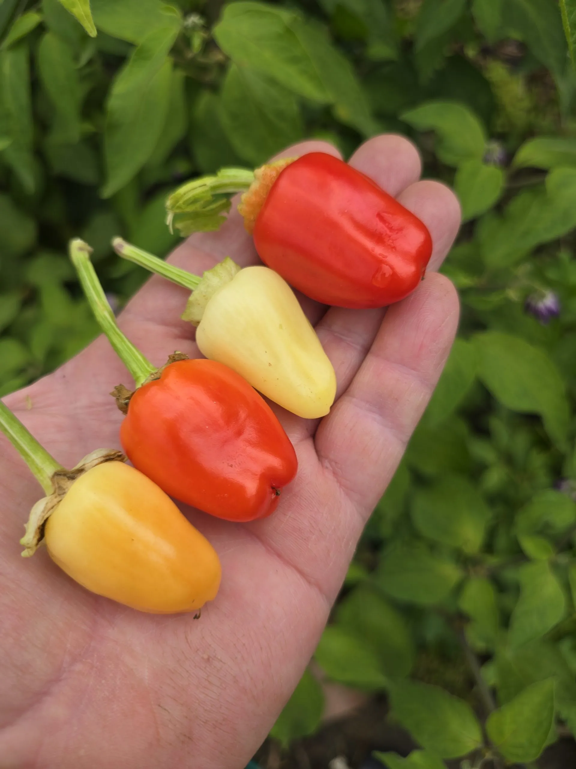 F6 Variegated Mutant x BRW x Yellow Bouquet - Image 4