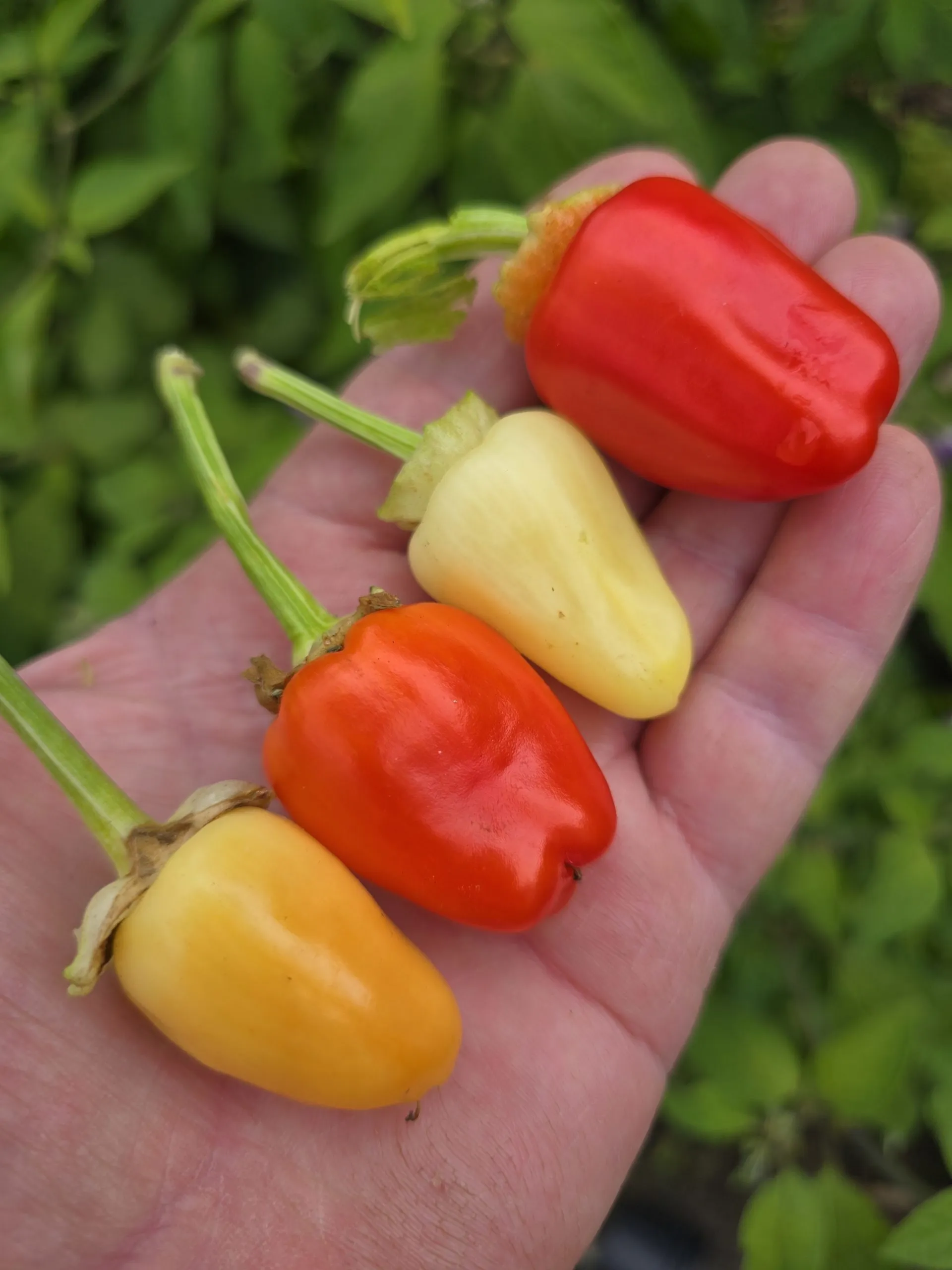 Variegated Mutant x (Bleeding Rawit White x Yellow Bouquet) – F6