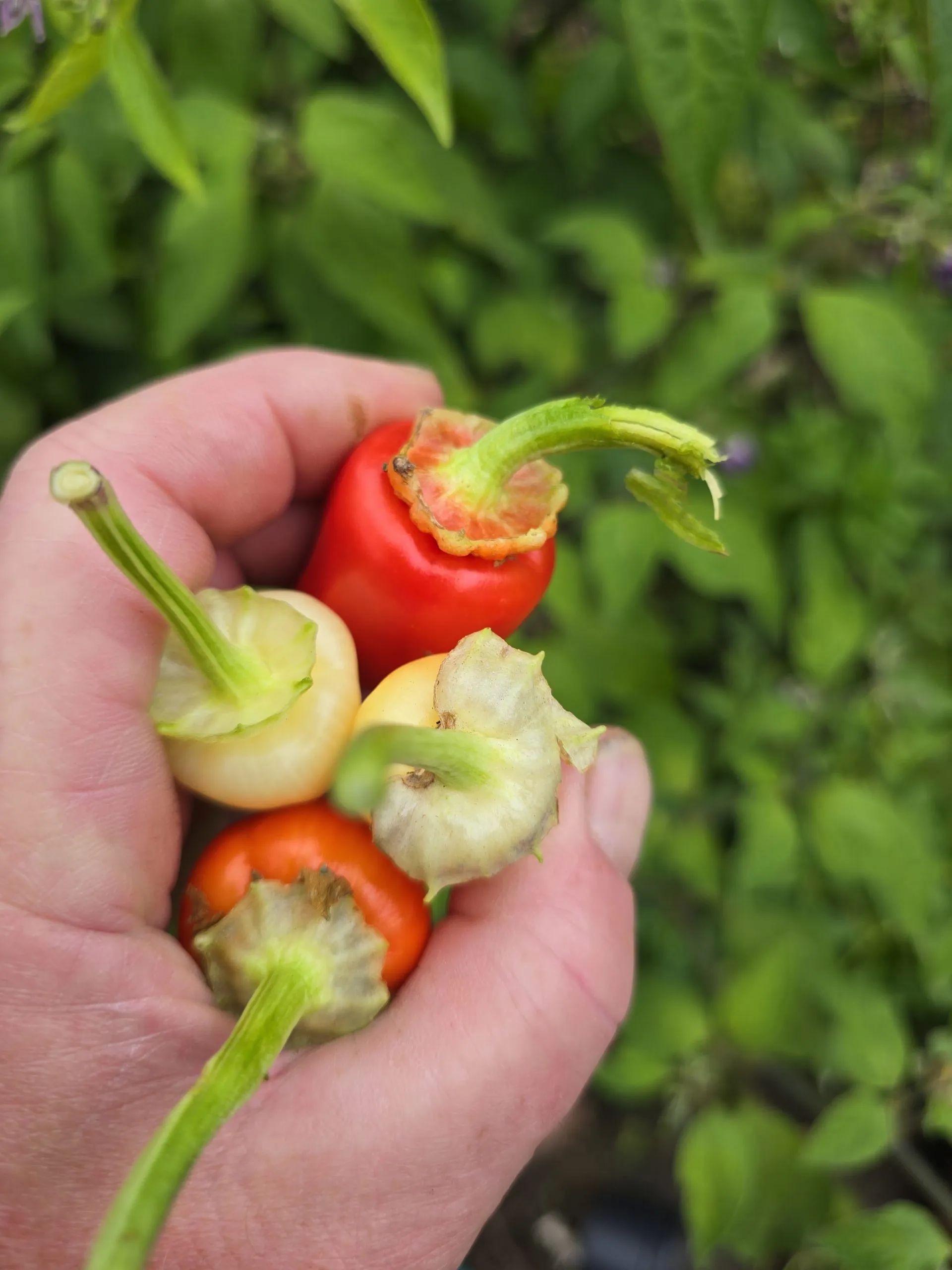 F6 Variegated Mutant x BRW x Yellow Bouquet - Image 2