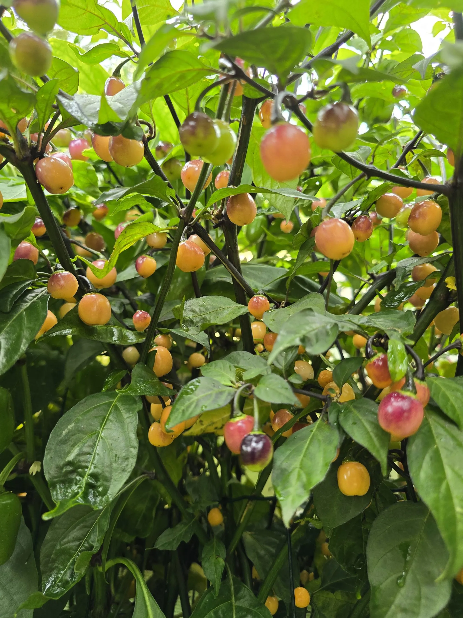 Olho de Mutum Chilli Seeds - Image 9