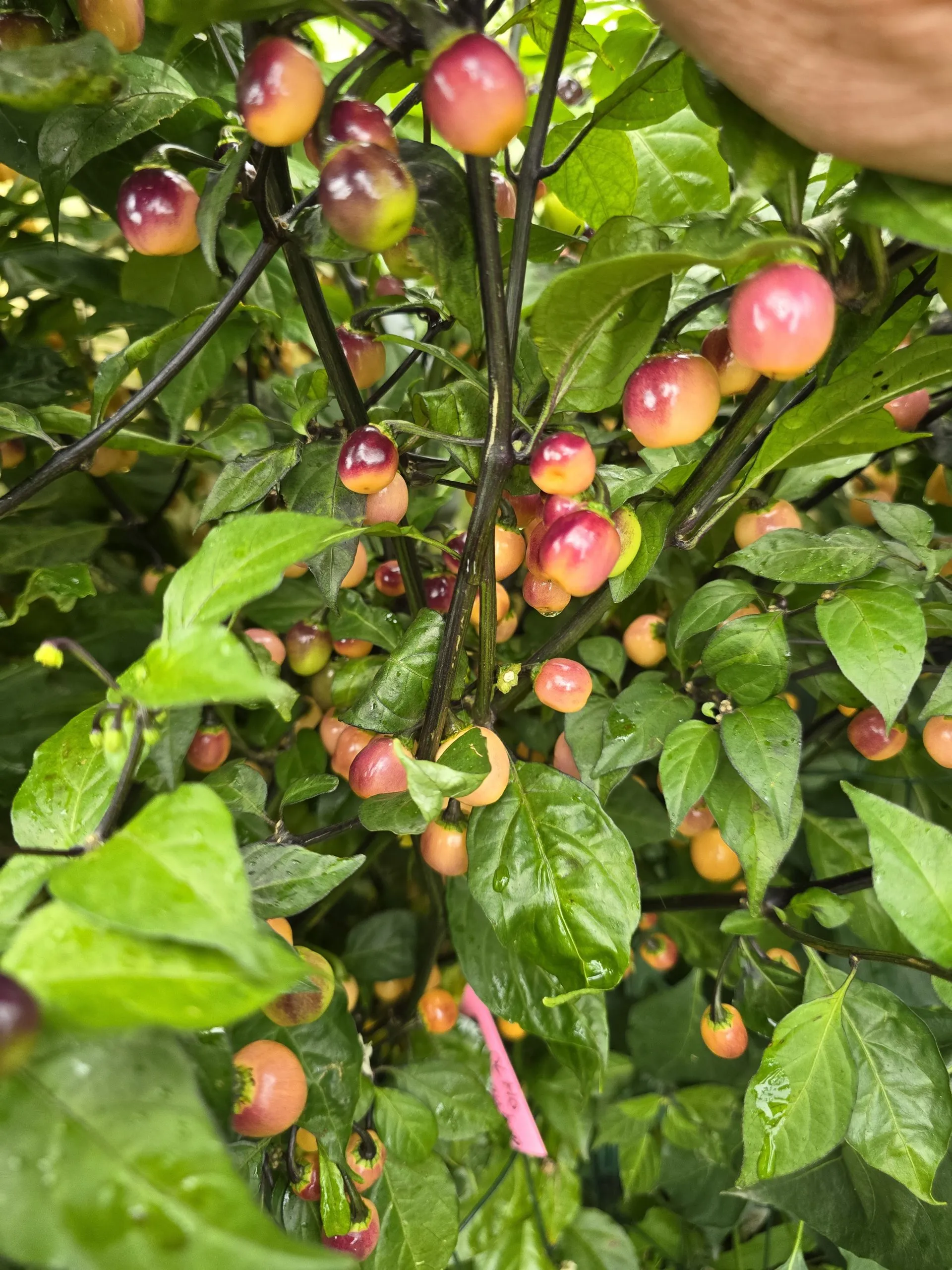 Olho de Mutum Chilli Seeds - Image 8