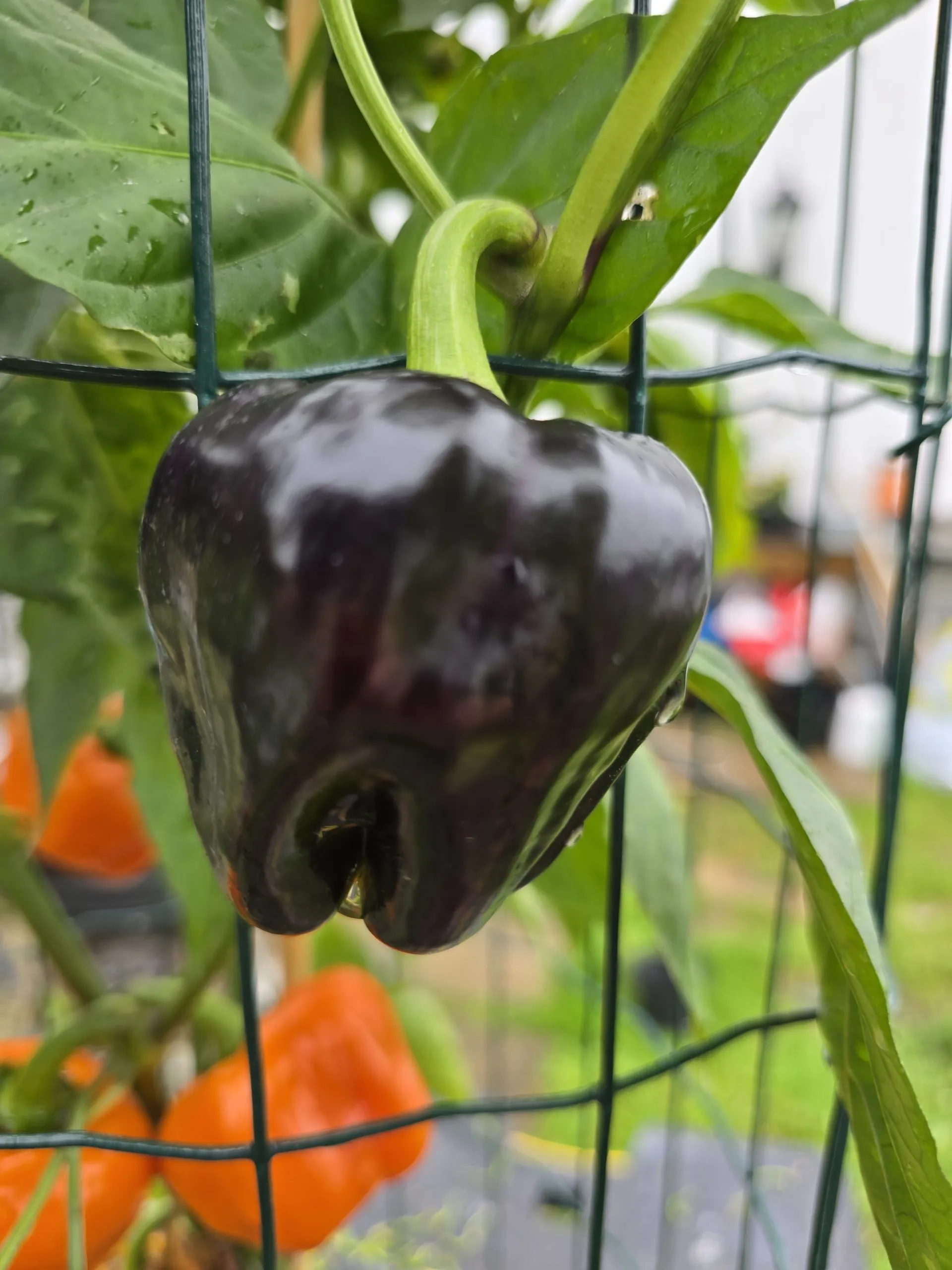 Salatiga Orange Block Sweet Pepper Seeds - Image 7