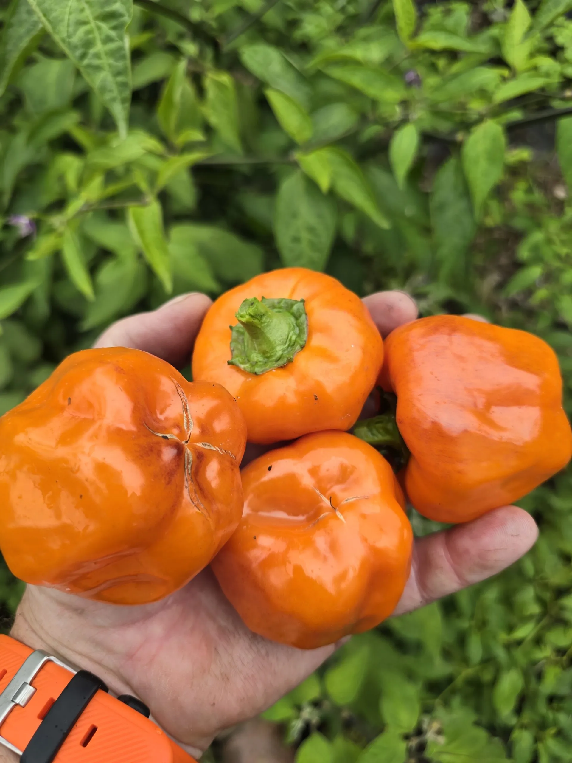 Salatiga Orange Block Sweet Pepper Seeds - Image 4