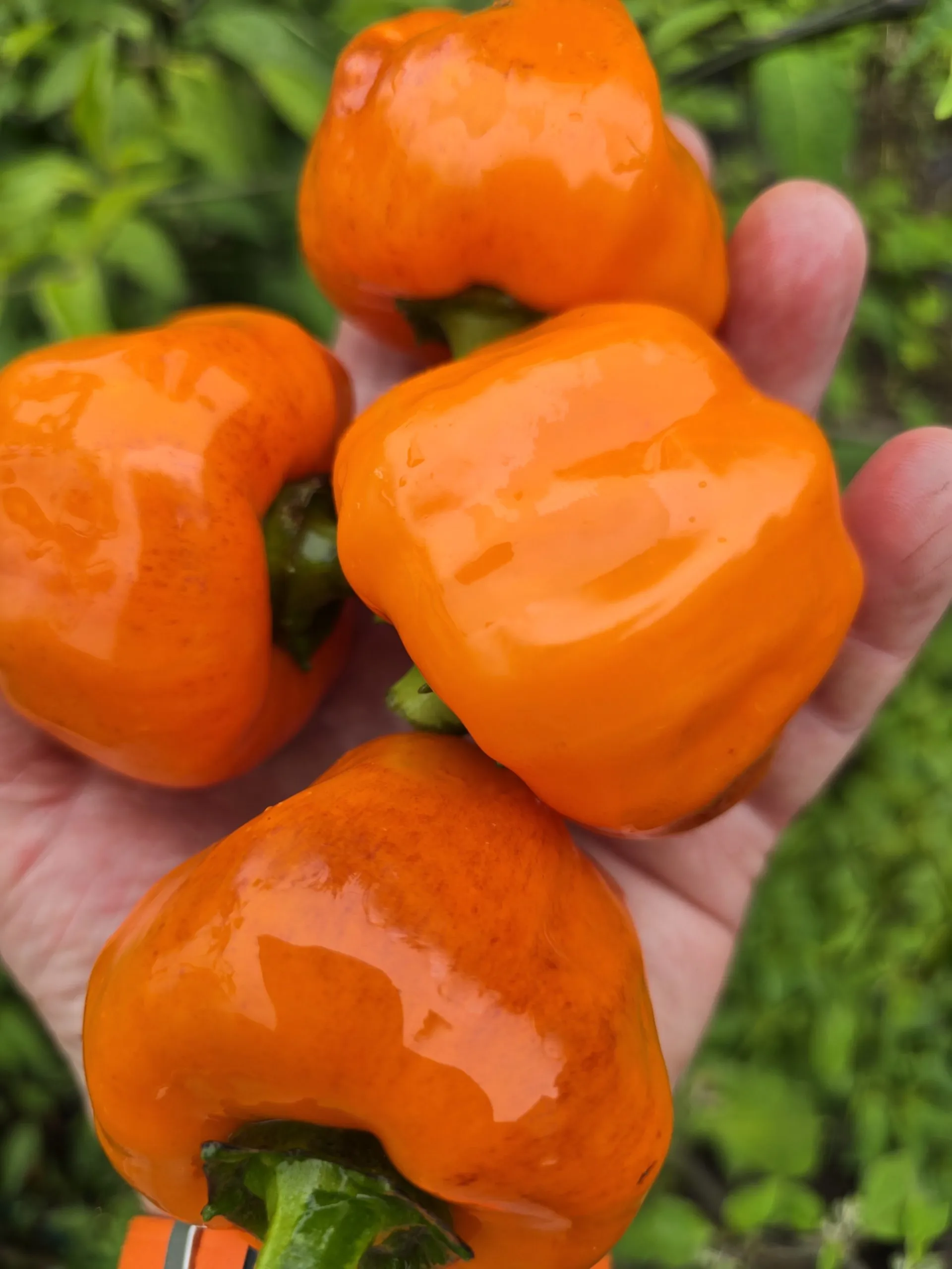 Salatiga Orange Block Sweet Pepper Seeds - Image 3