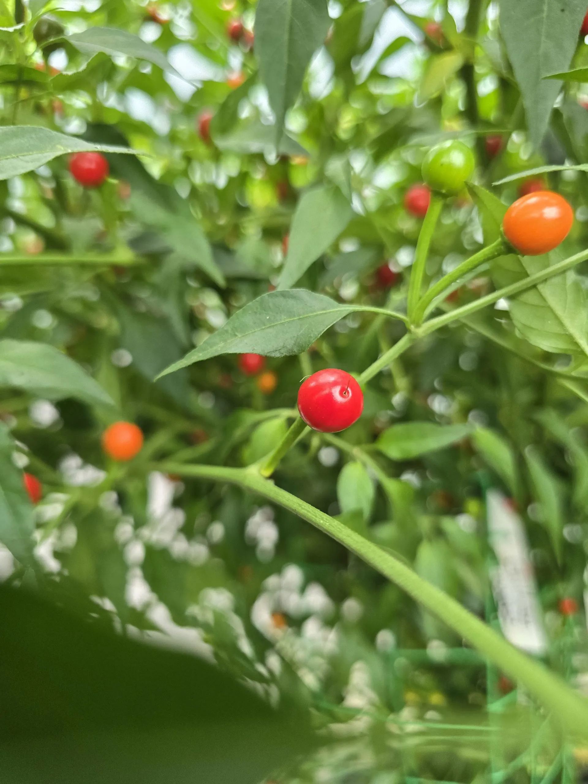 Chiltepin Sonoran Chilli Seeds - Image 4