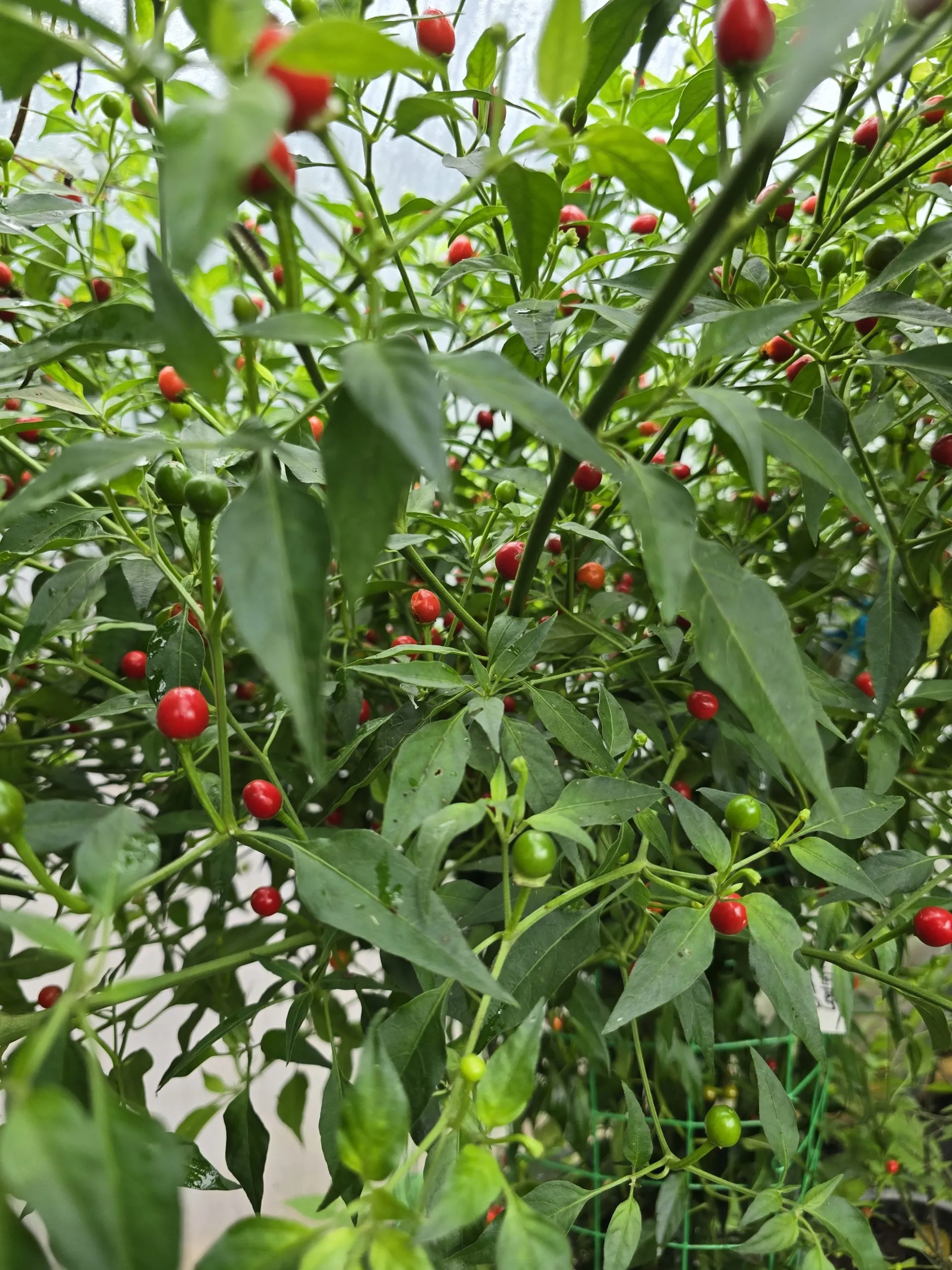 Chiltepin Sonoran Chilli Seeds - Image 3