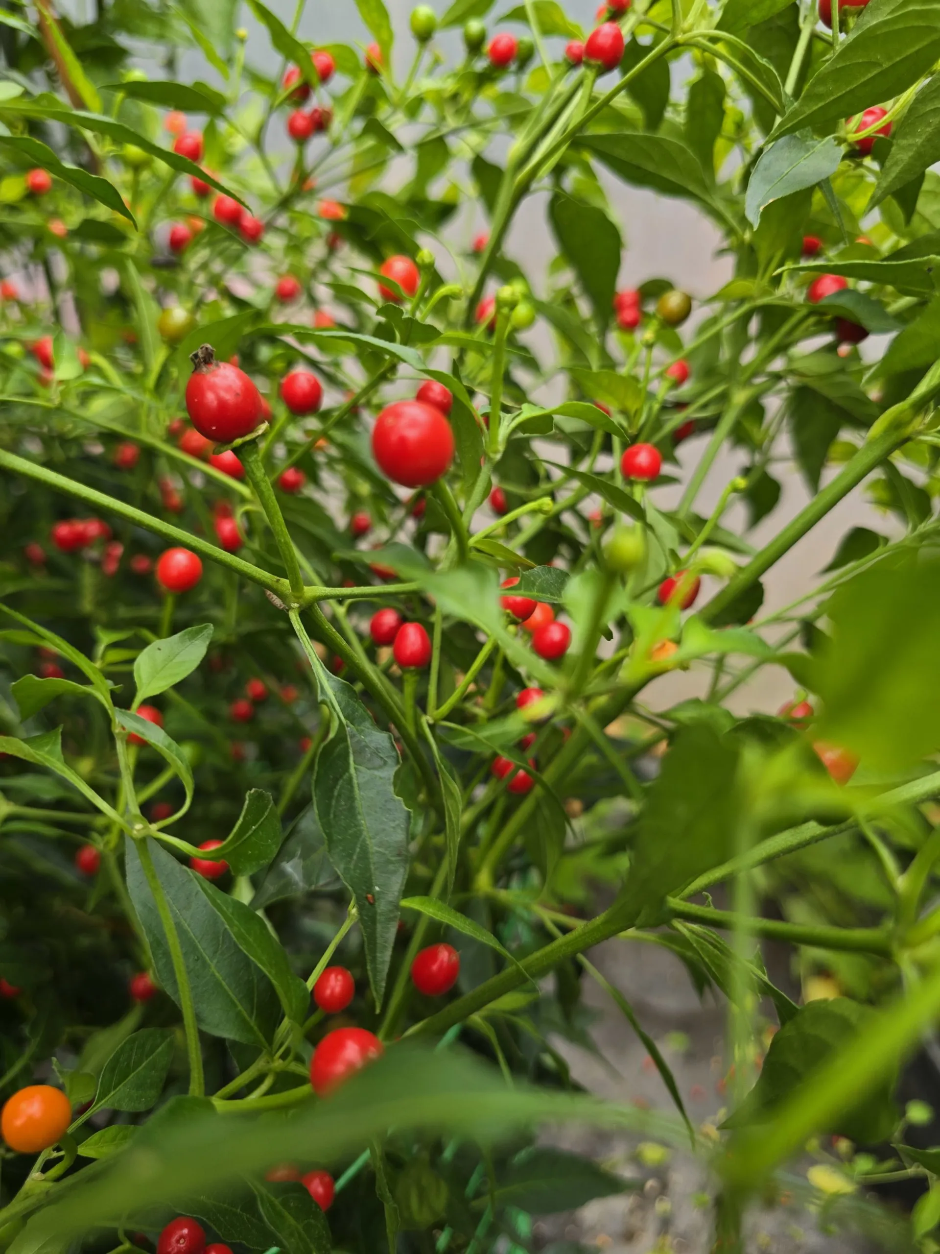 Chiltepin Sonoran Chilli Seeds - Image 5