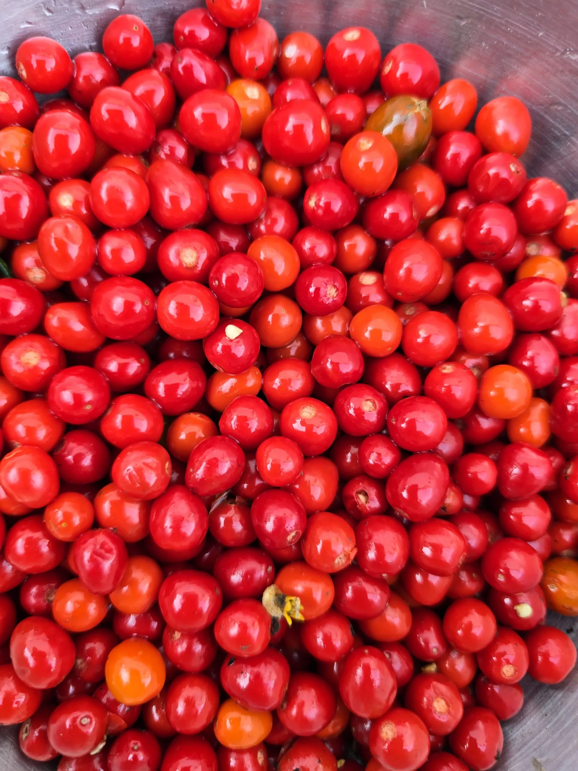 Chiltepin Sonoran Chilli Seeds - Image 8