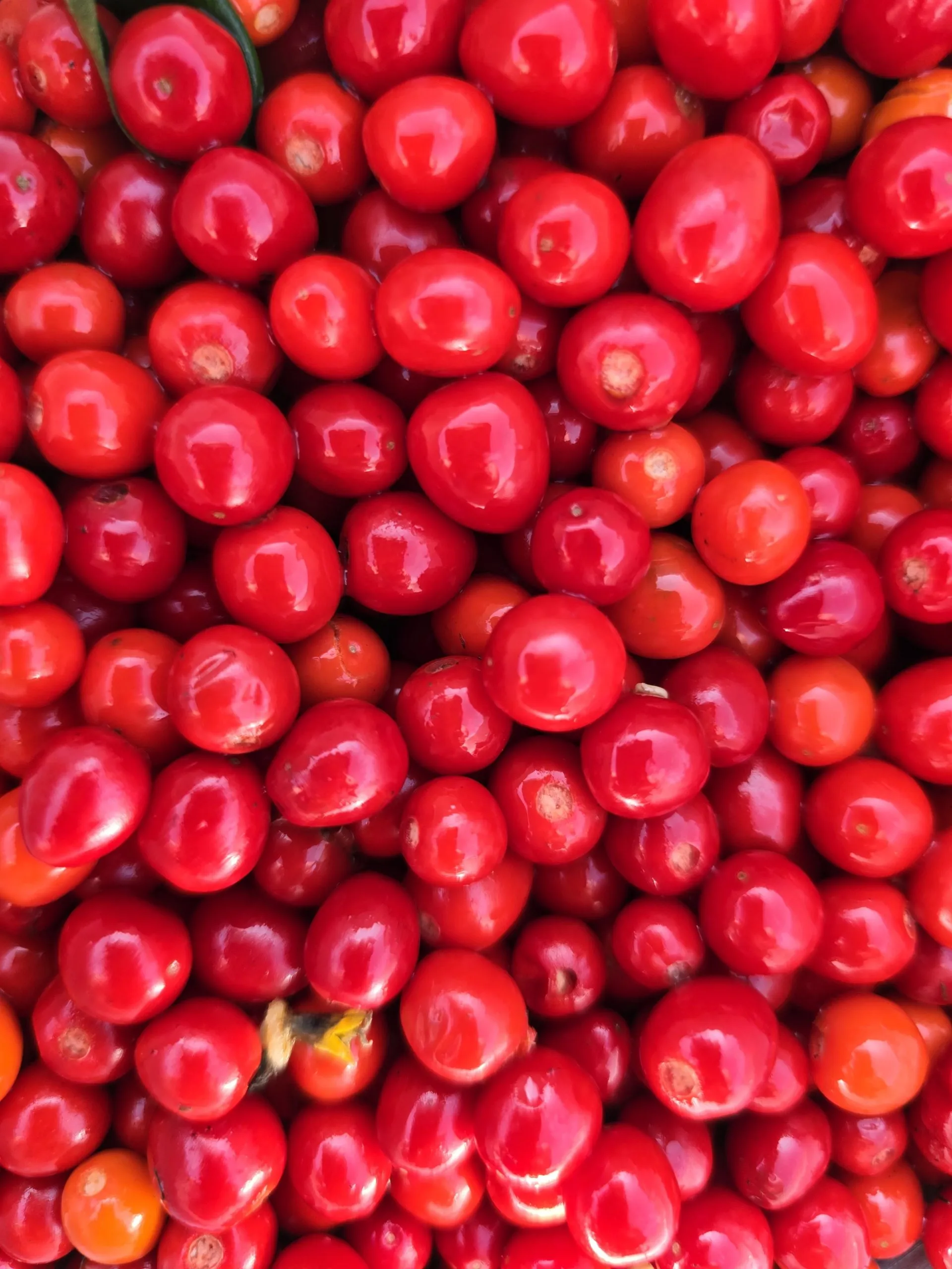 Chiltepin Sonoran Chilli Seeds - Image 7