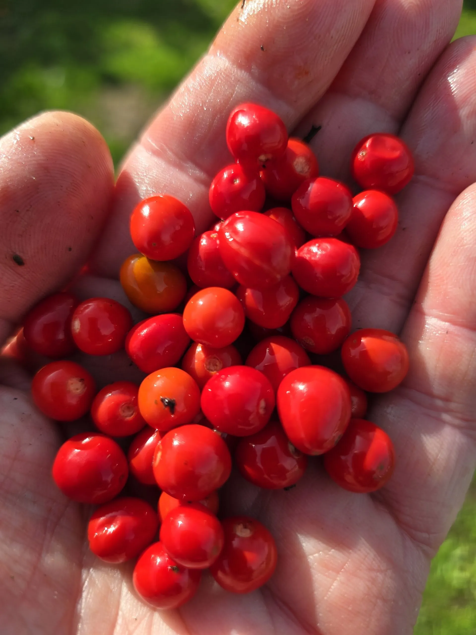 Chiltepin Sonoran Chilli Seeds - Image 6