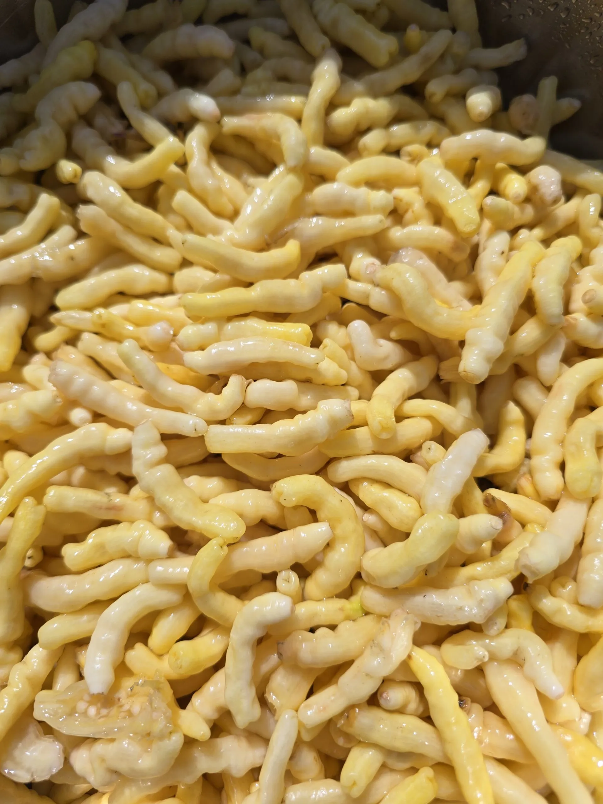 Aribibi Gusano (Caterpillar Pepper) Chilli Seeds - Image 6