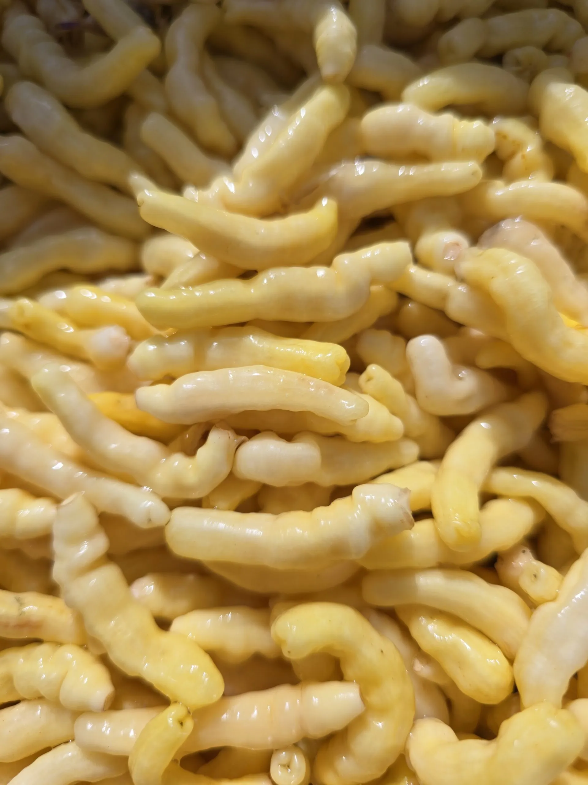 Aribibi Gusano (Caterpillar Pepper) Chilli Seeds - Image 7