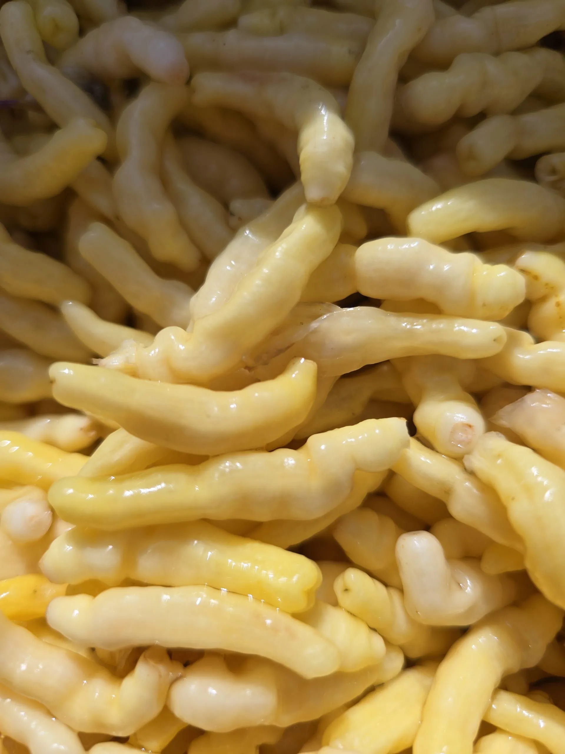 Aribibi Gusano (Caterpillar Pepper) Chilli Seeds - Image 8