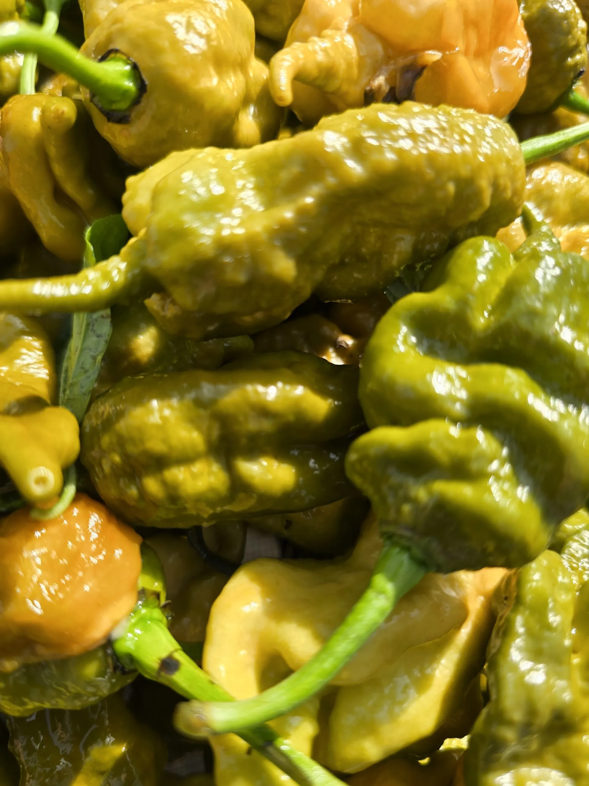 Primotalii Golden/Mustard Chilli Seeds - Image 5