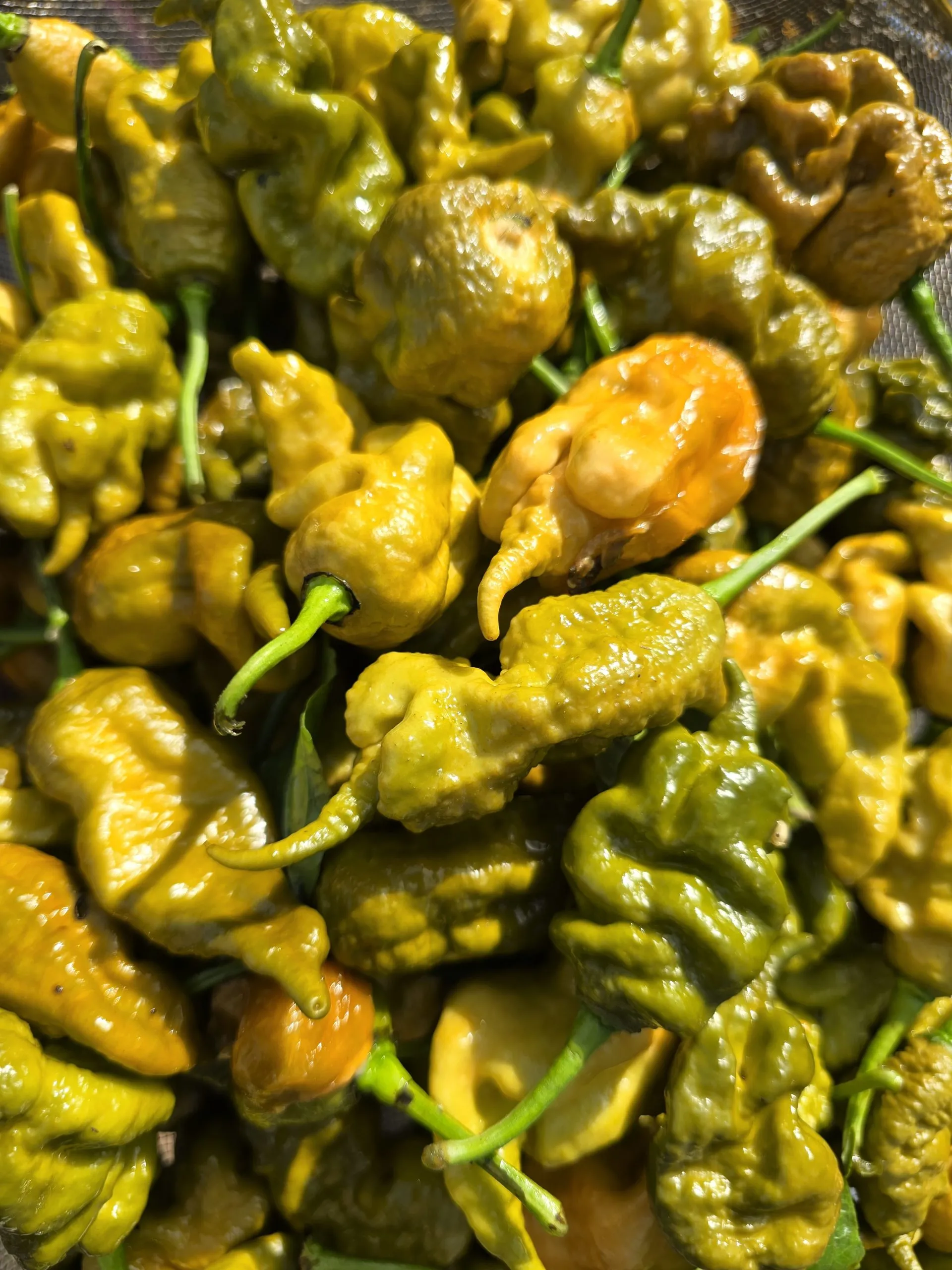 Primotalii Golden/Mustard Chilli Seeds - Image 6