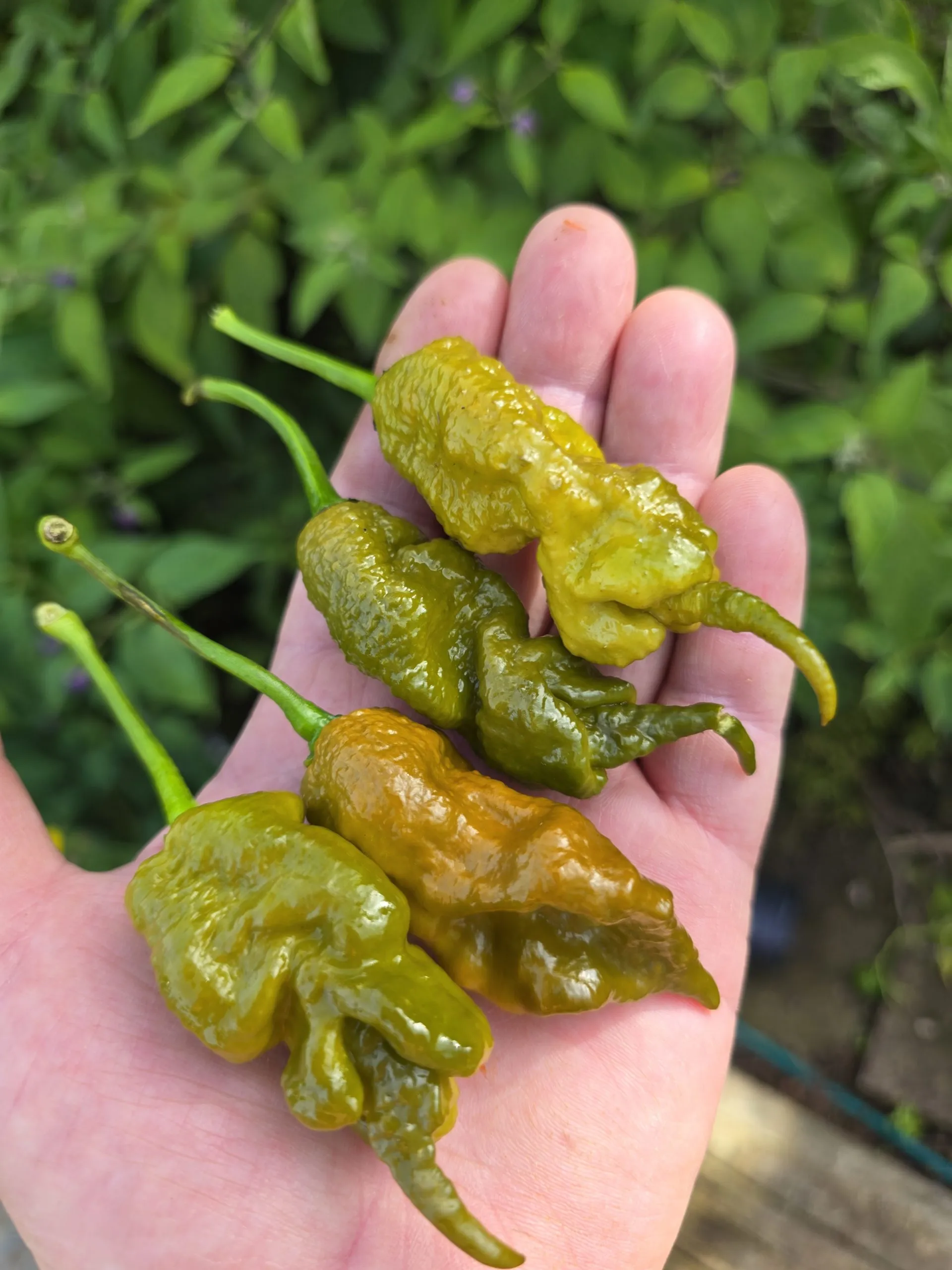 Primotalii Golden/Mustard Chilli Seeds - Image 3