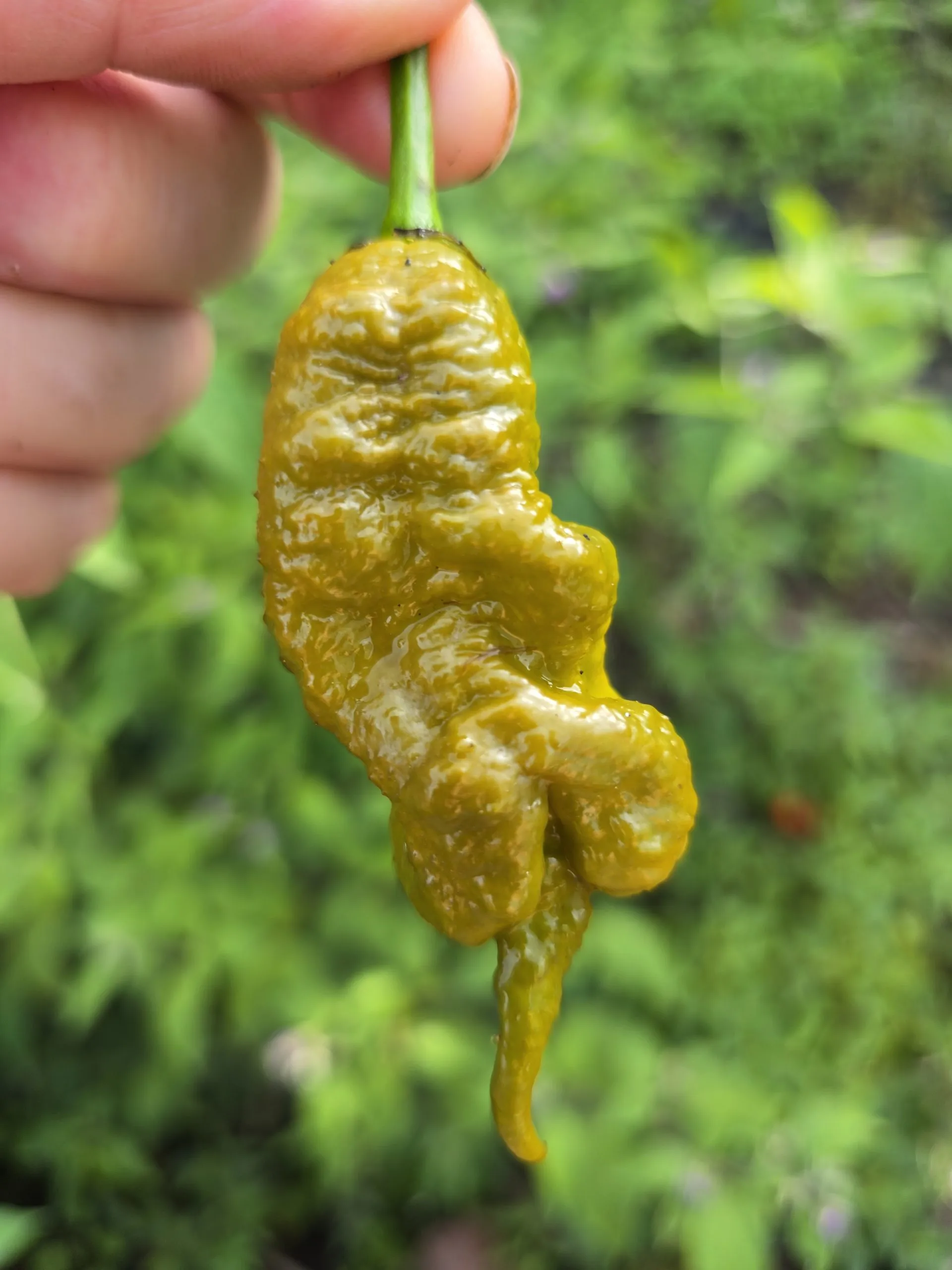 Primotalii Golden/Mustard Chilli Seeds - Image 2