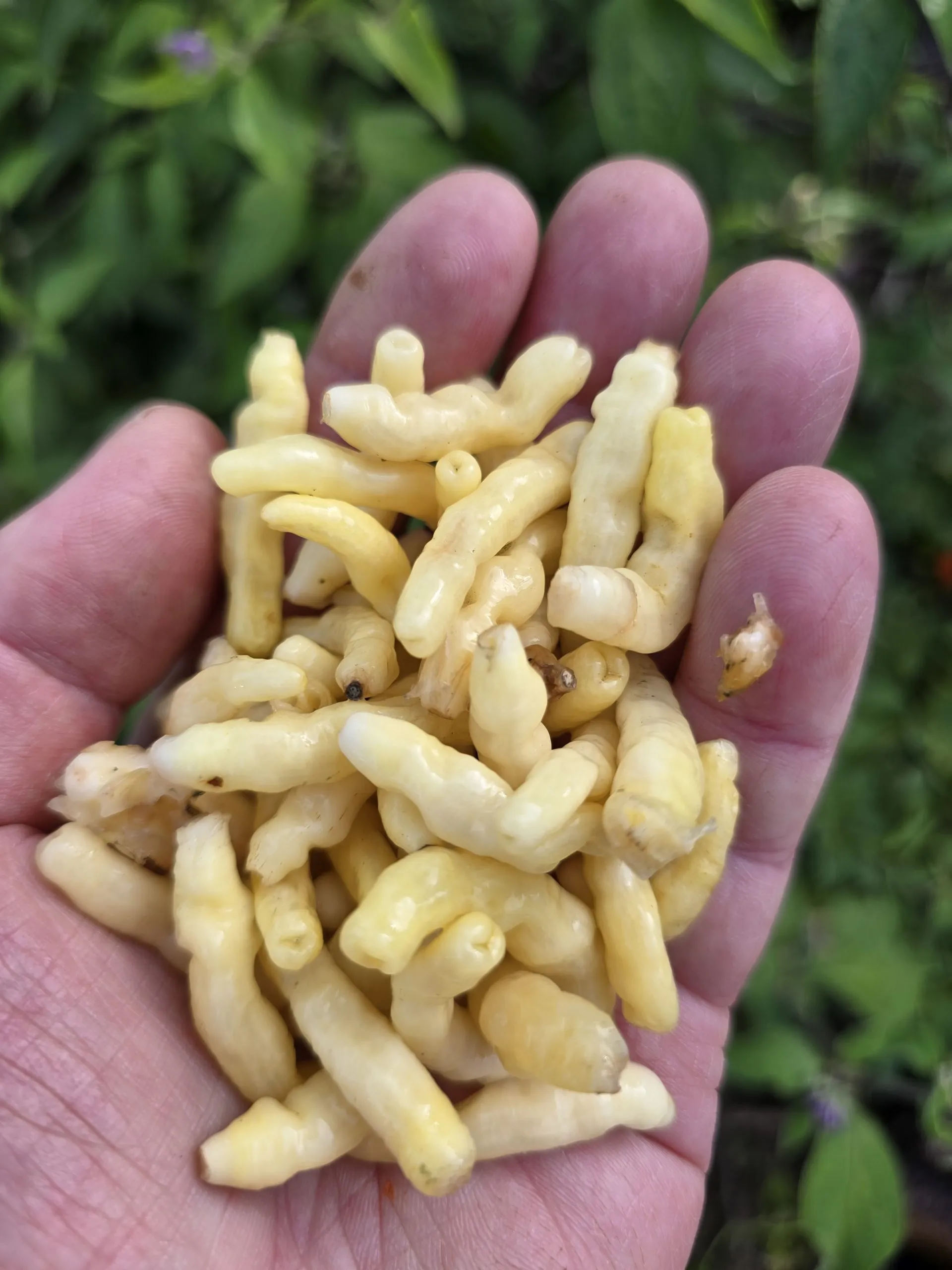 Aribibi Gusano (Caterpillar Pepper) Chilli Seeds - Image 9