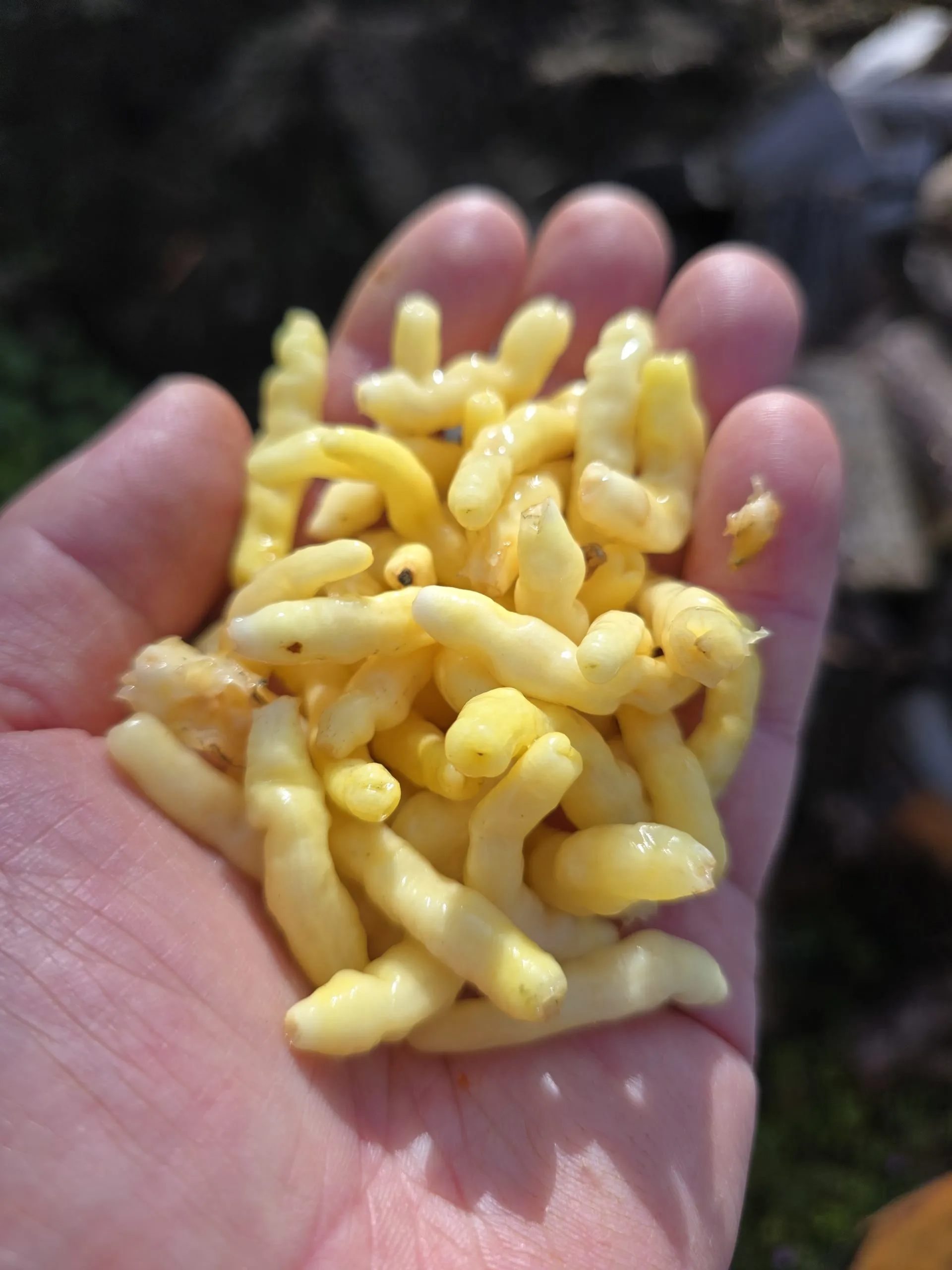 Aribibi Gusano (Caterpillar Pepper) Chilli Seeds - Image 10