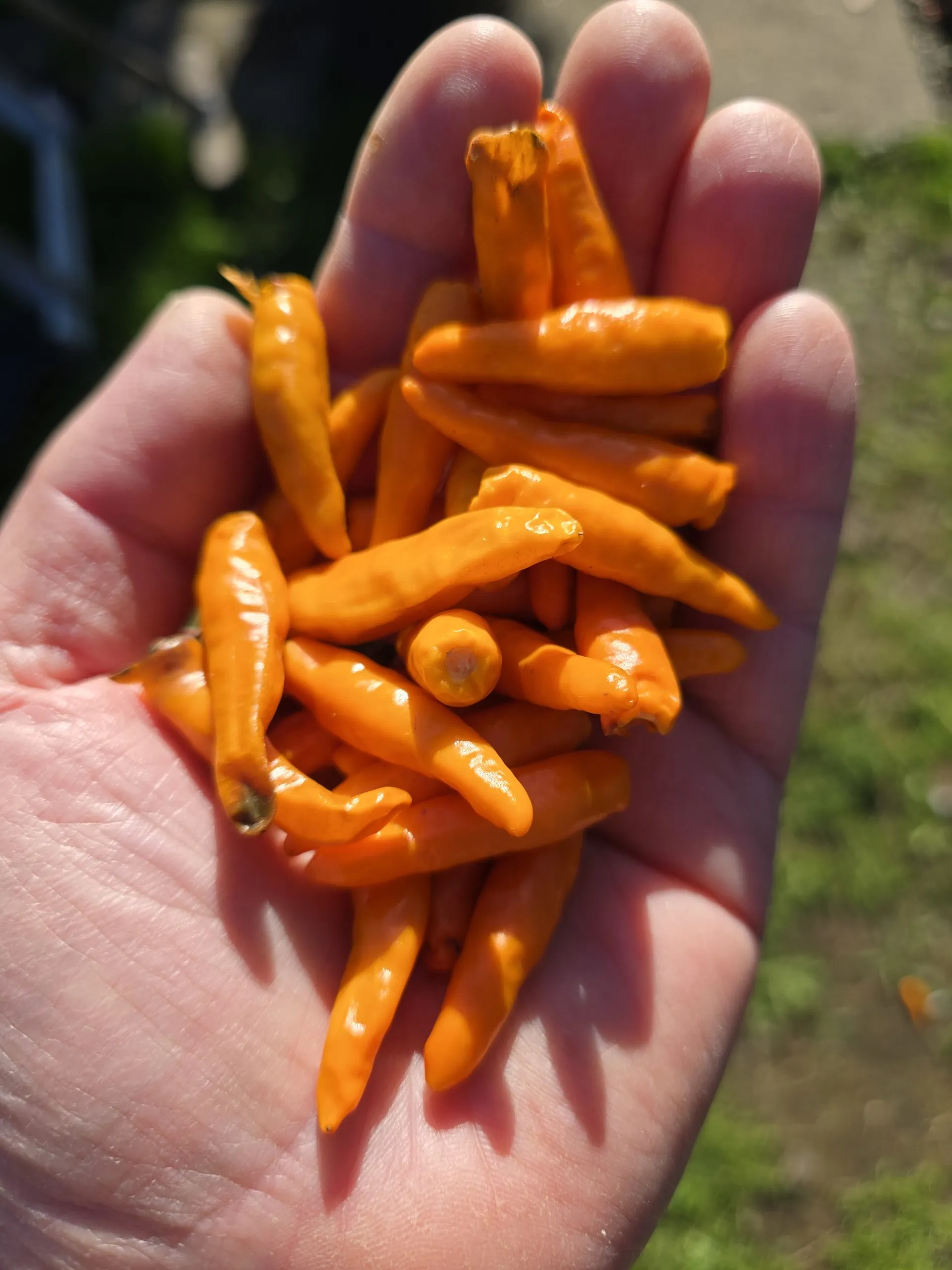 Goats Weed/Black Cobra Orange Chilli Seeds - Image 3
