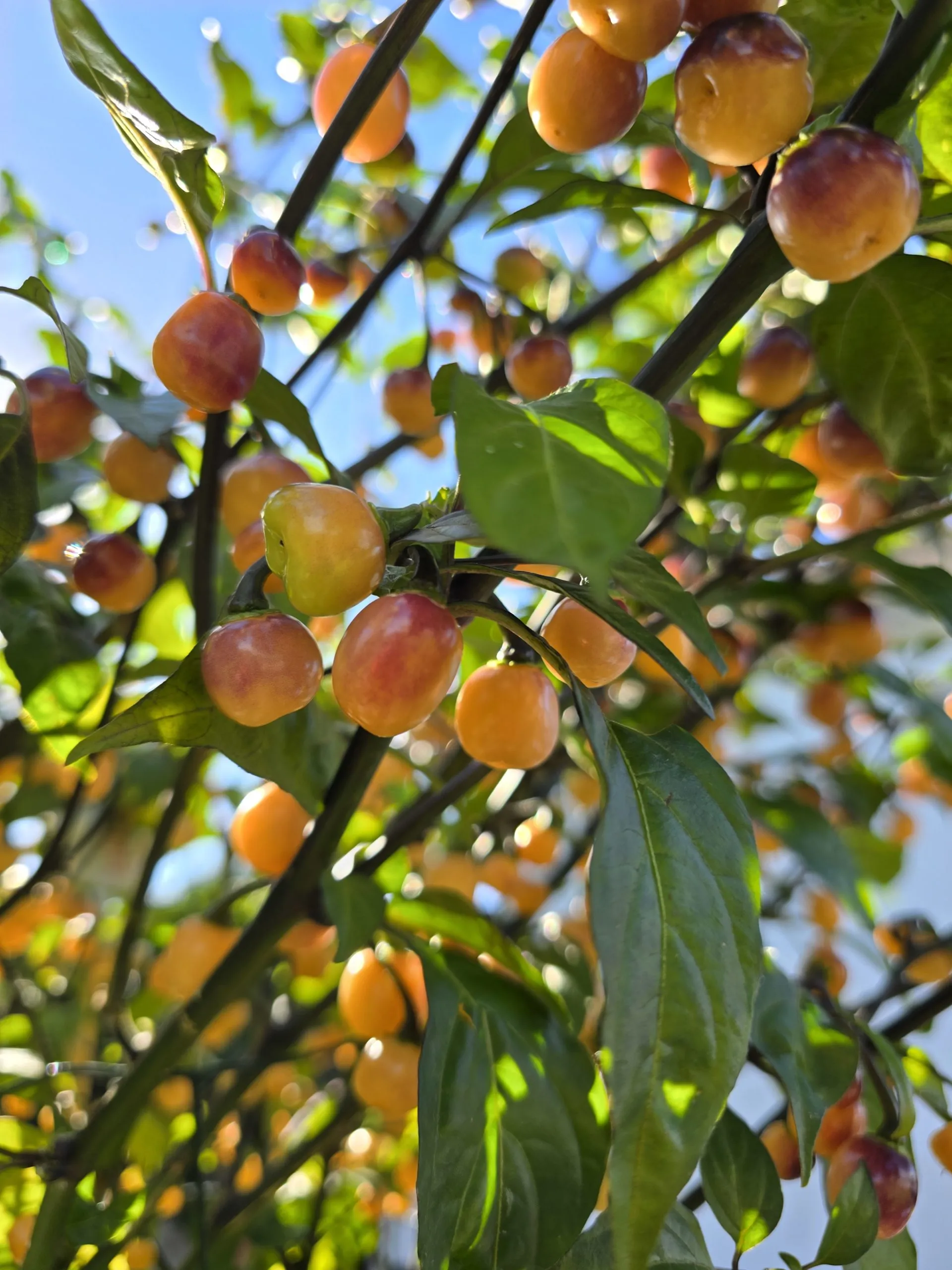 Olho de Mutum Chilli Seeds - Image 7