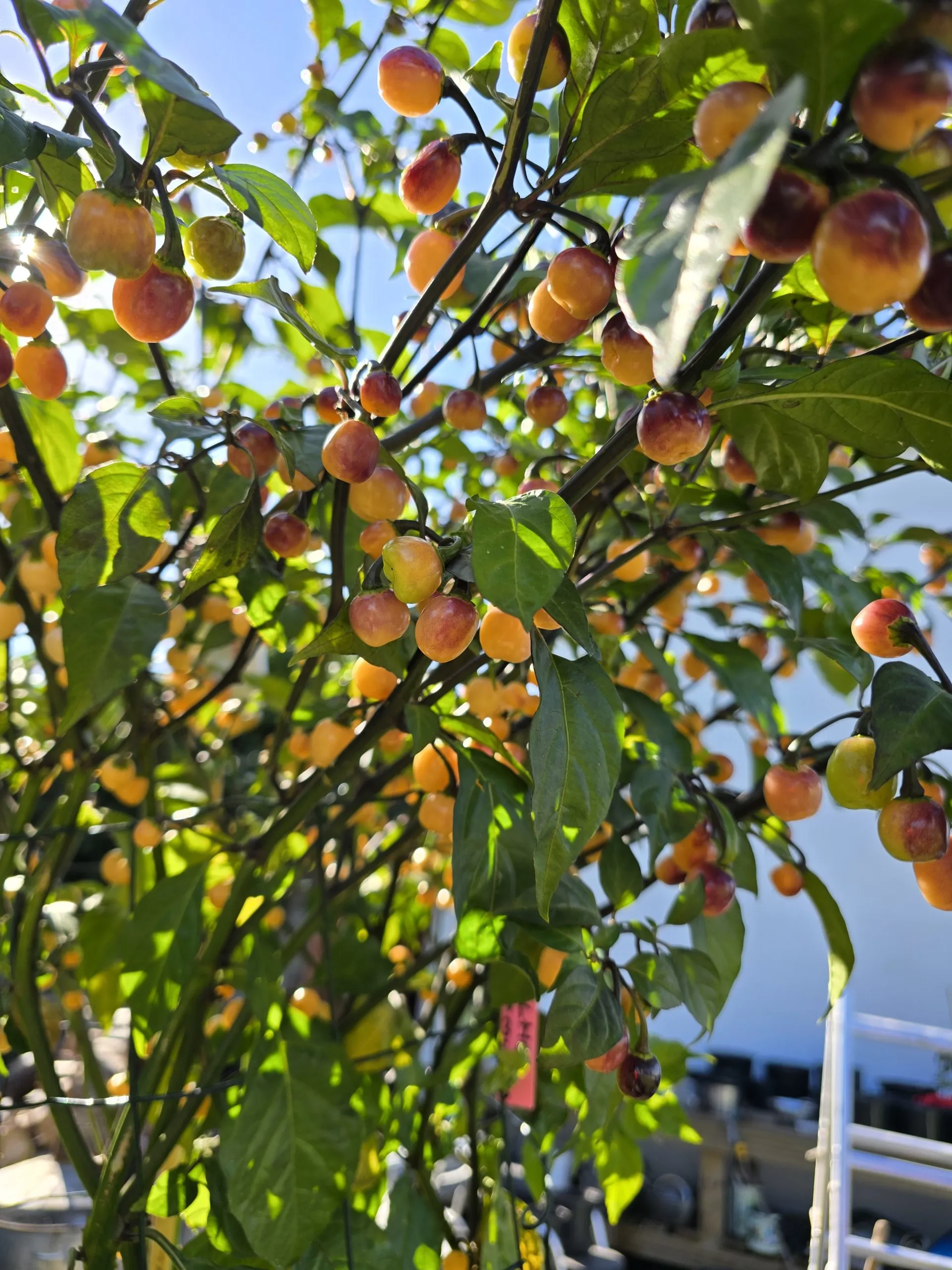 Olho de Mutum Chilli Seeds - Image 6