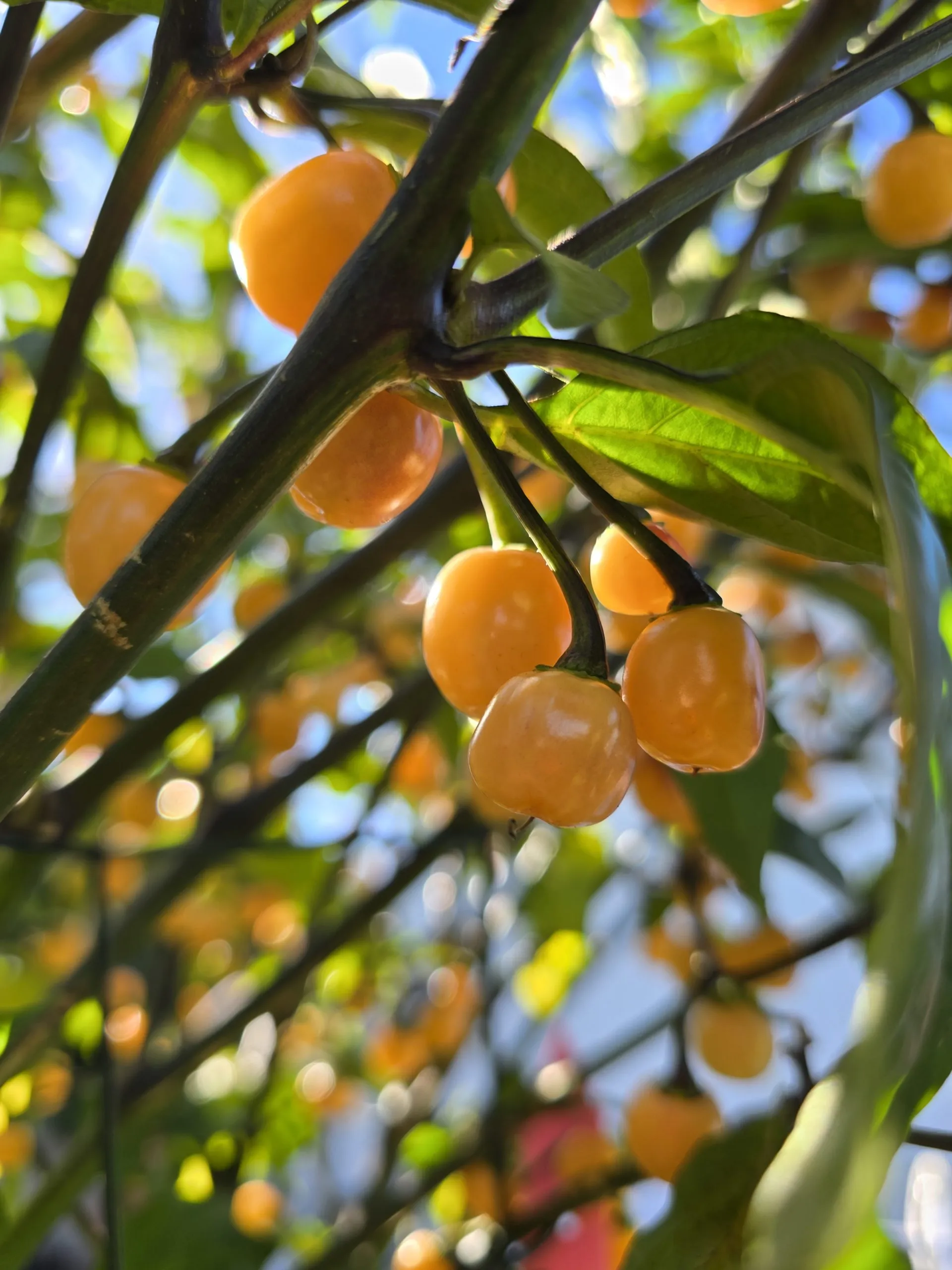 Olho de Mutum Chilli Seeds - Image 5