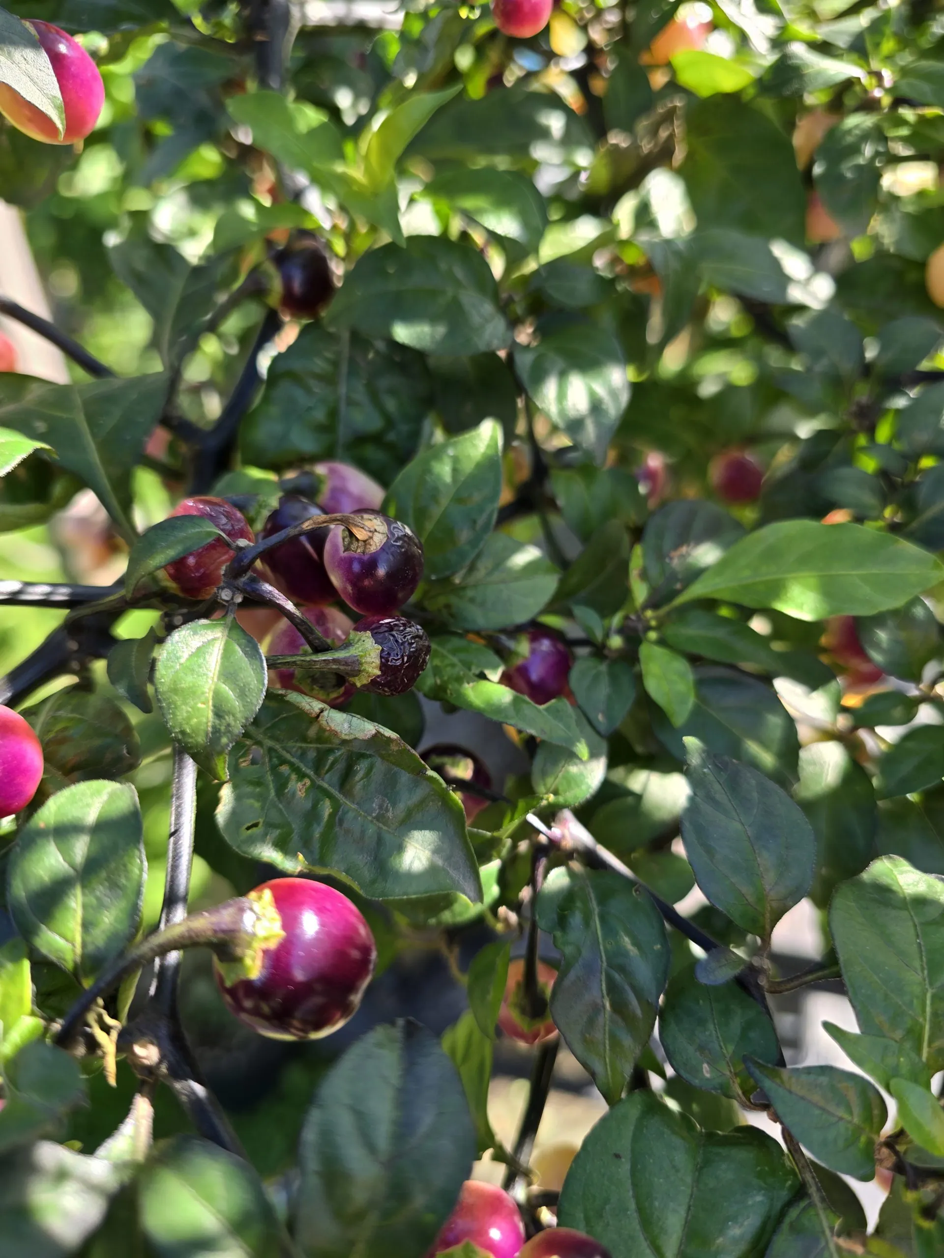 Olho de Mutum Chilli Seeds - Image 4