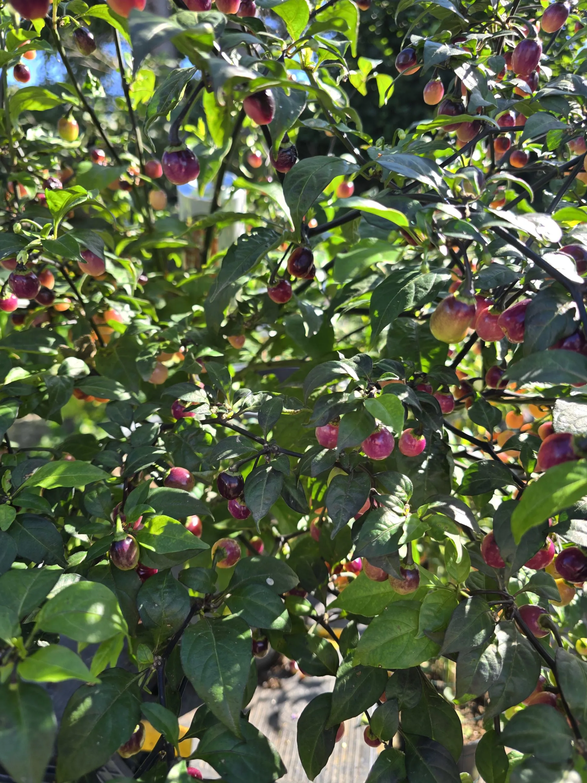 Olho de Mutum Chilli Seeds - Image 3