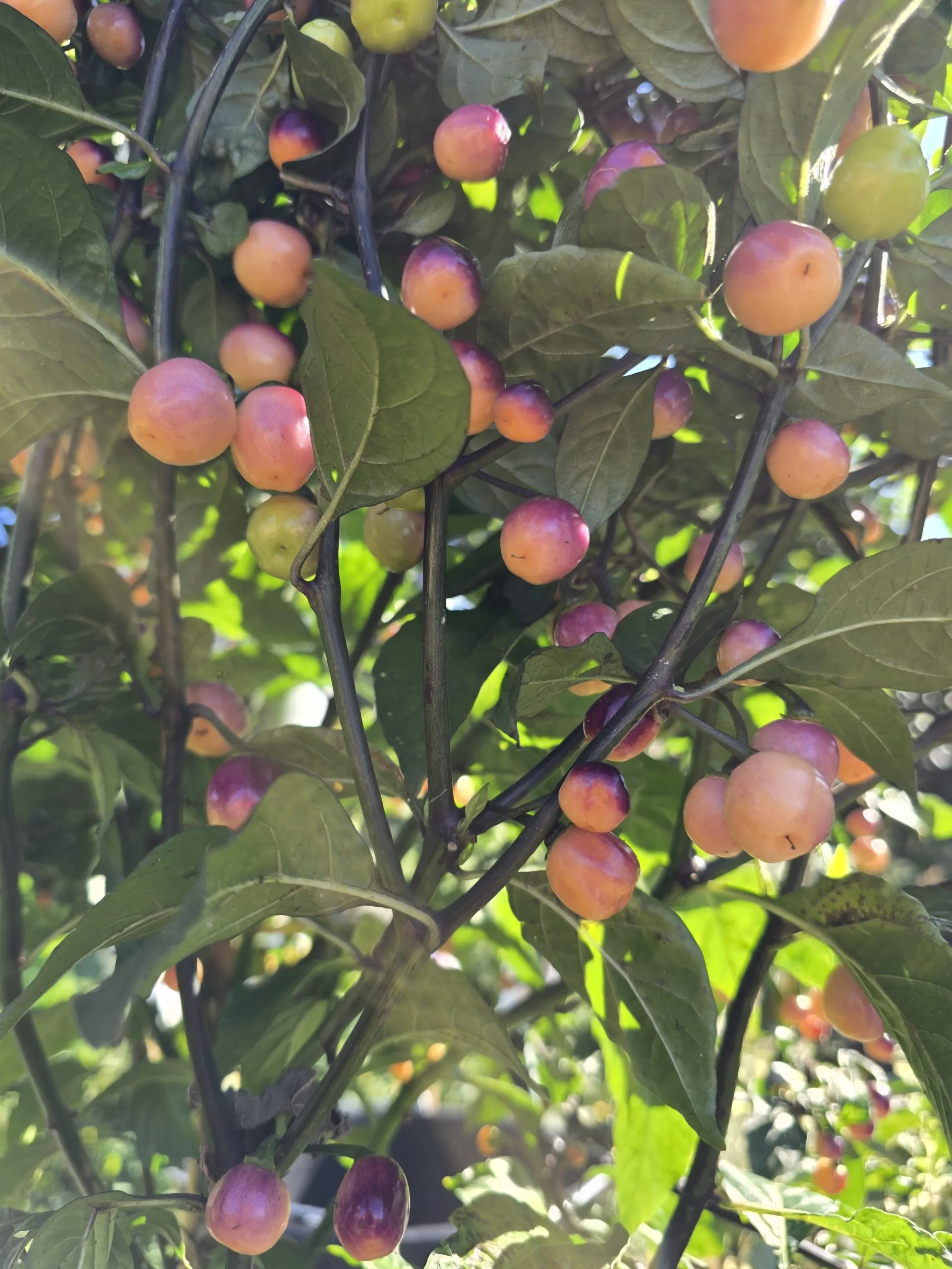 Olho de Mutum Chilli Seeds - Image 2