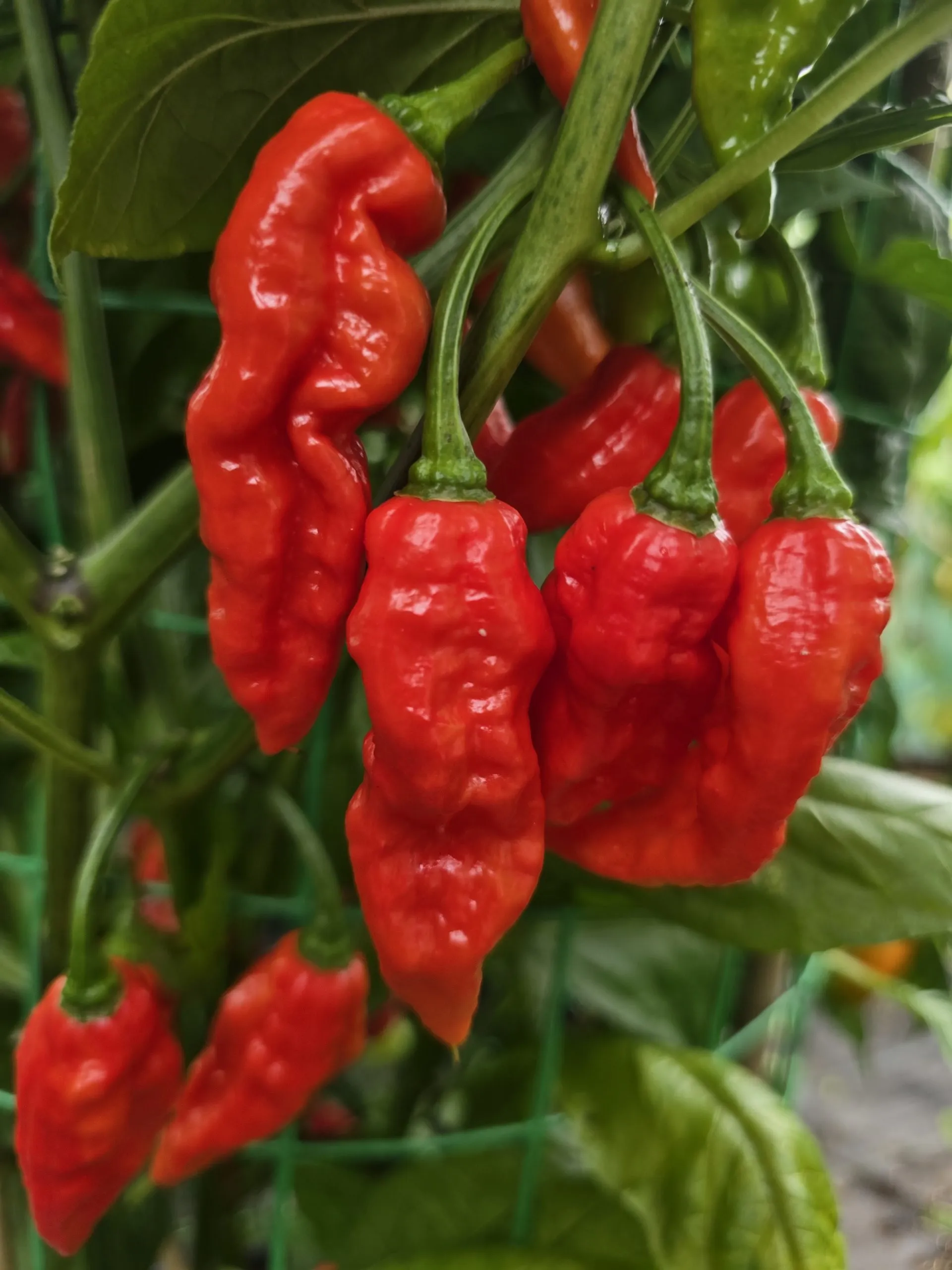 Embassy Naga Chilli Seeds - Image 9