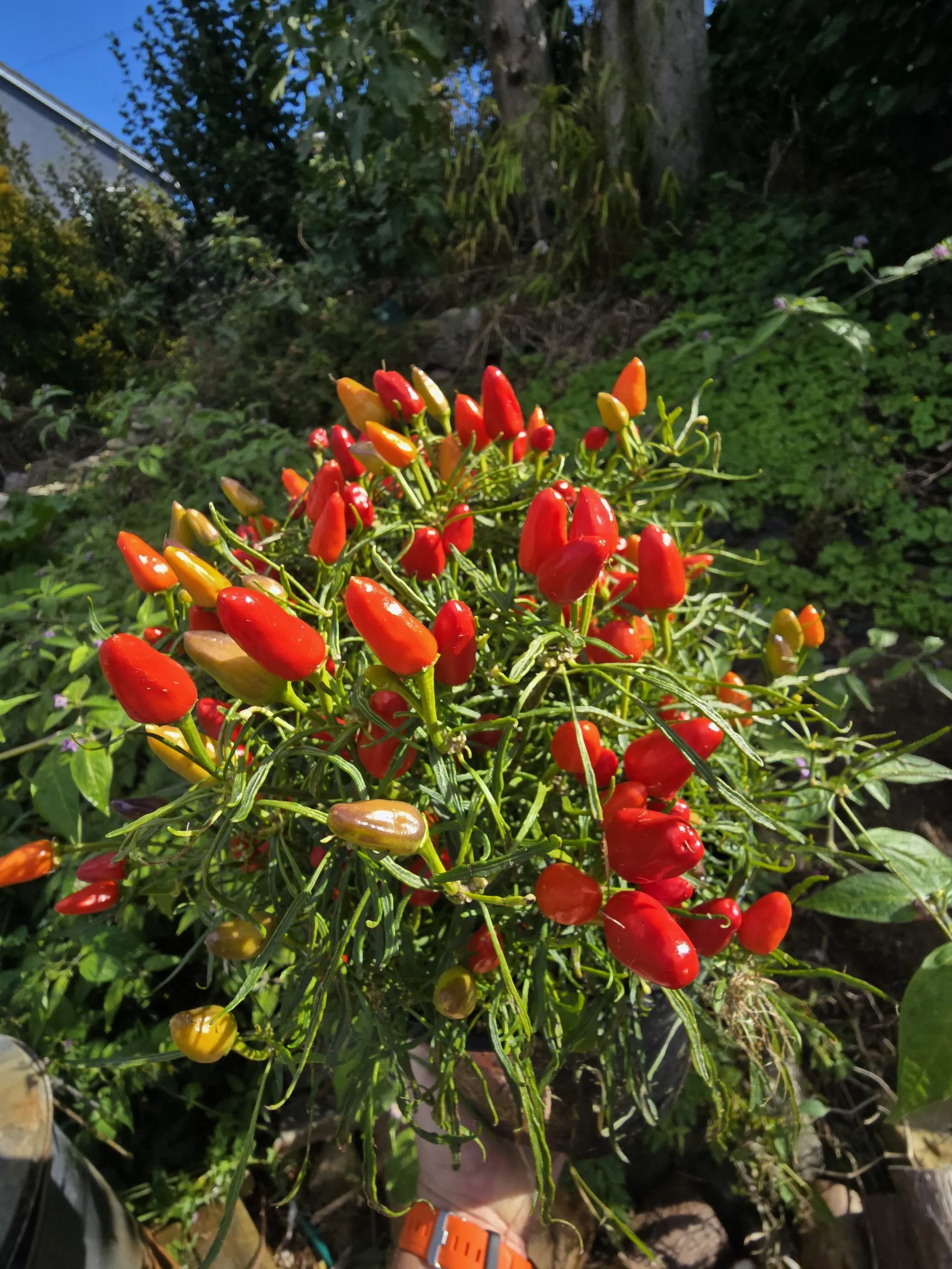 F5 Mutant Blue Xmas × Candlelight Mutant × RH Lilac Chilli Seeds - Image 6