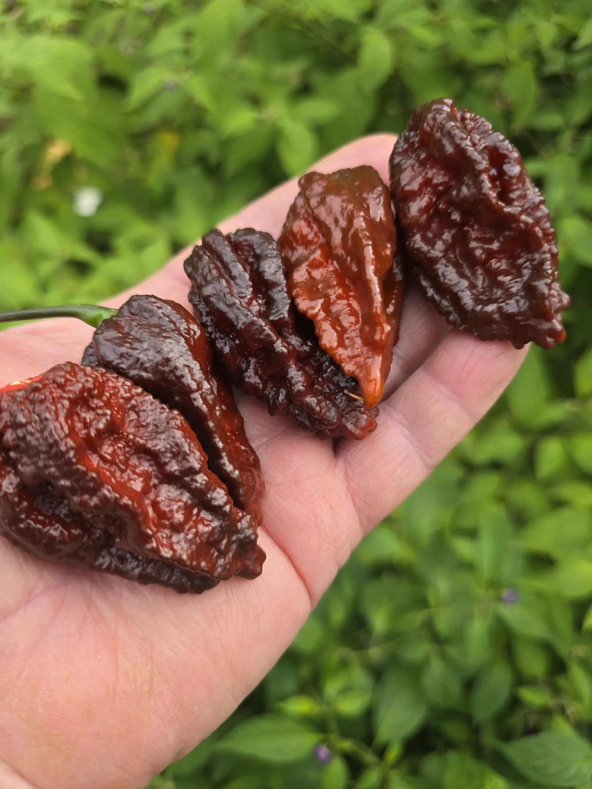 Nazguls Breakfast Chilli Seeds - Image 6