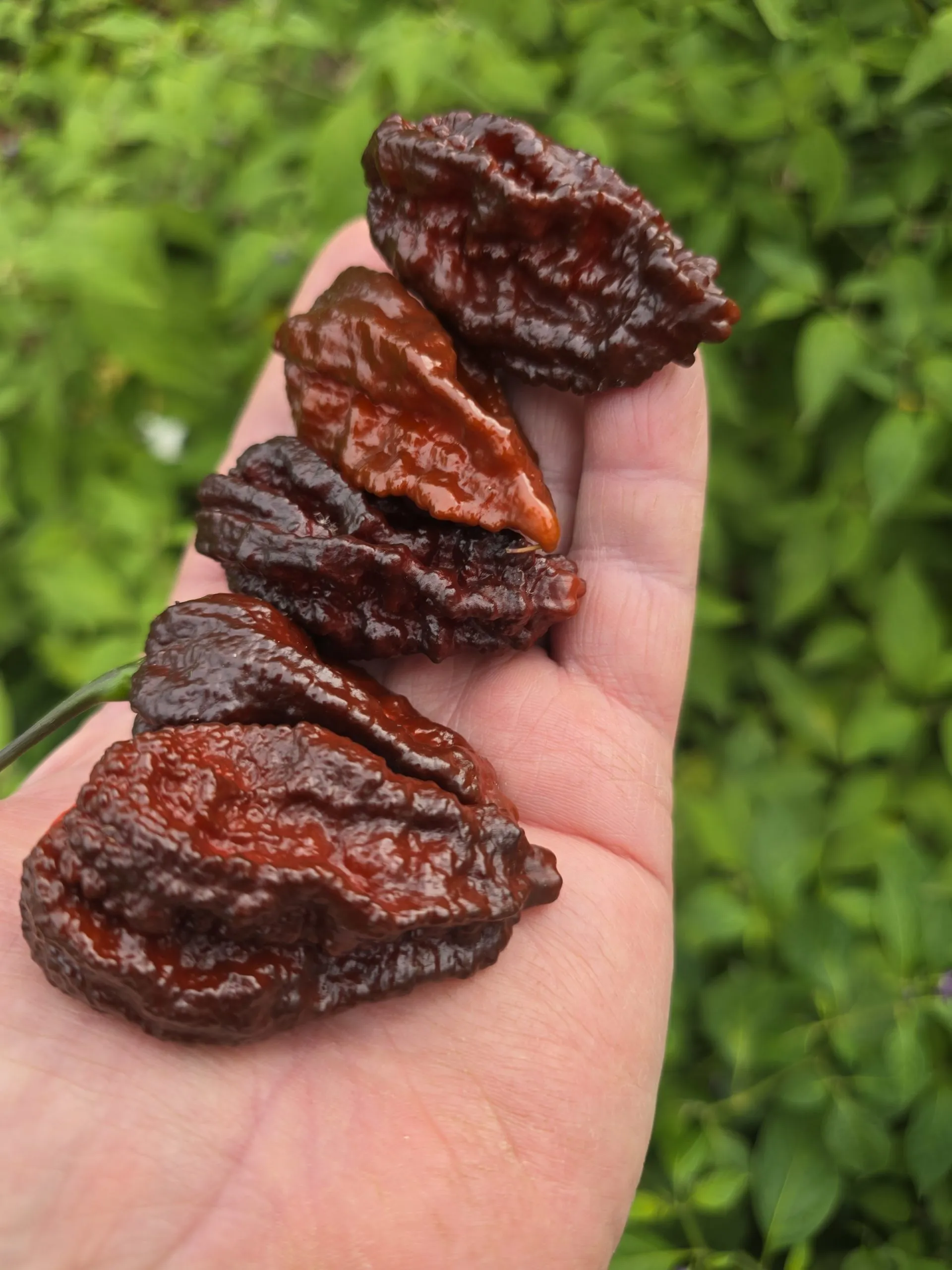 Nazguls Breakfast Chilli Seeds - Image 5