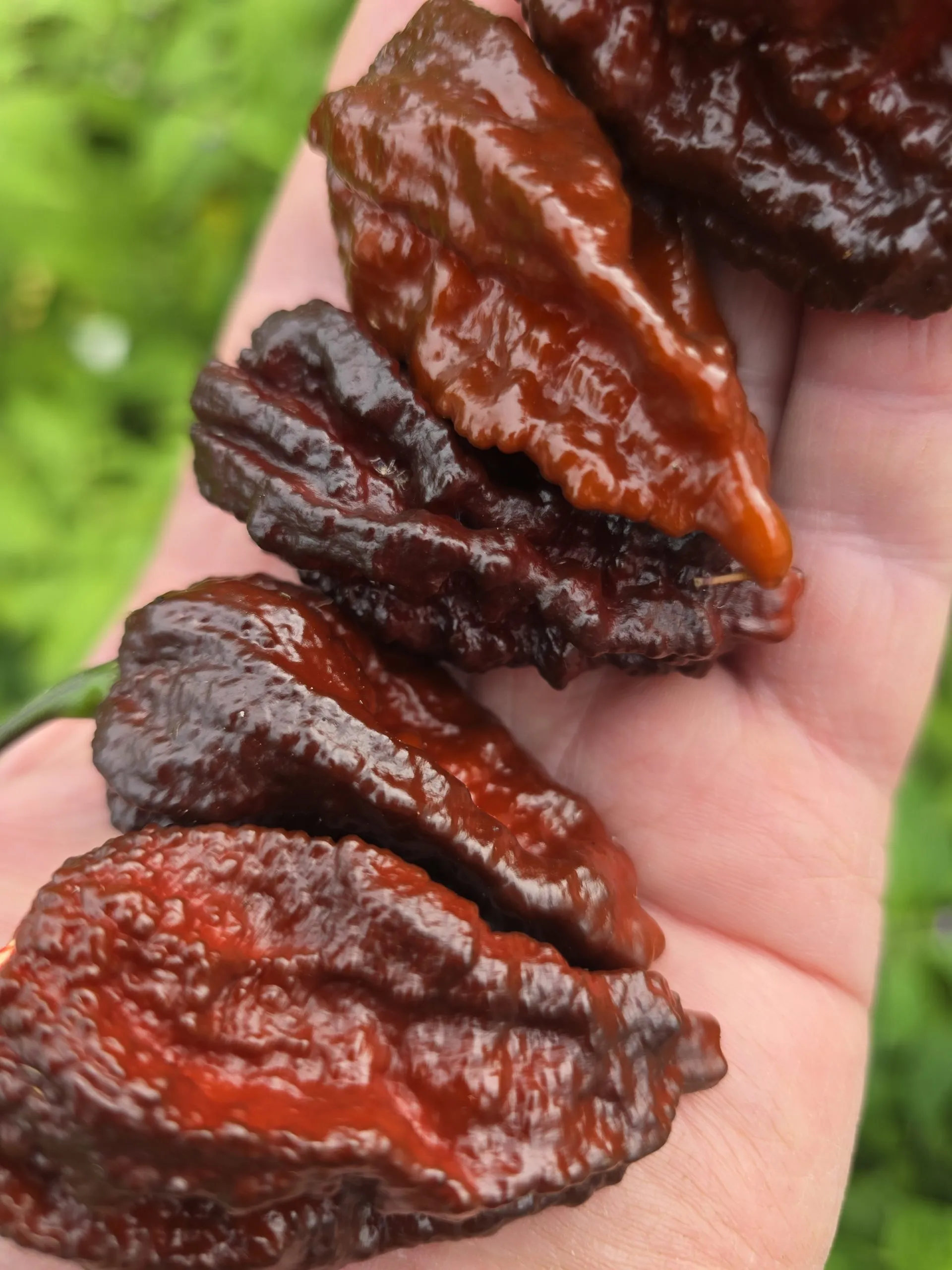 Nazguls Breakfast Chilli Seeds - Image 4