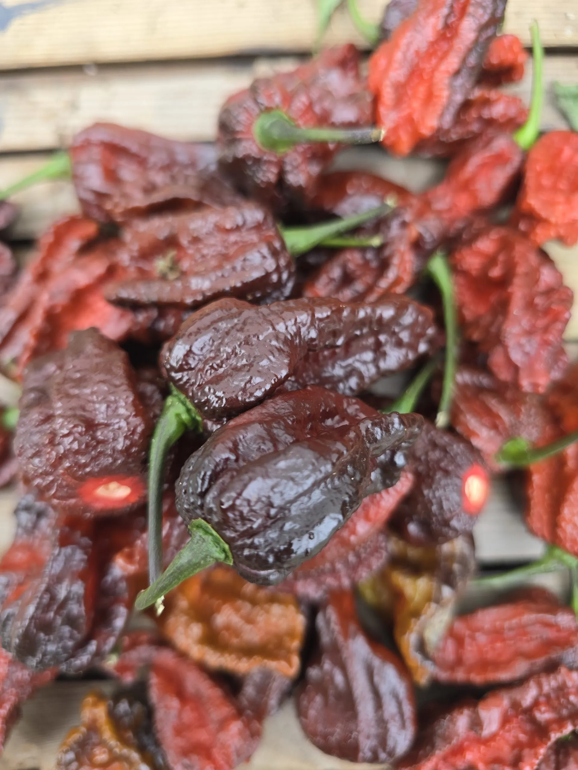 Nazguls Breakfast Chilli Seeds - Image 3