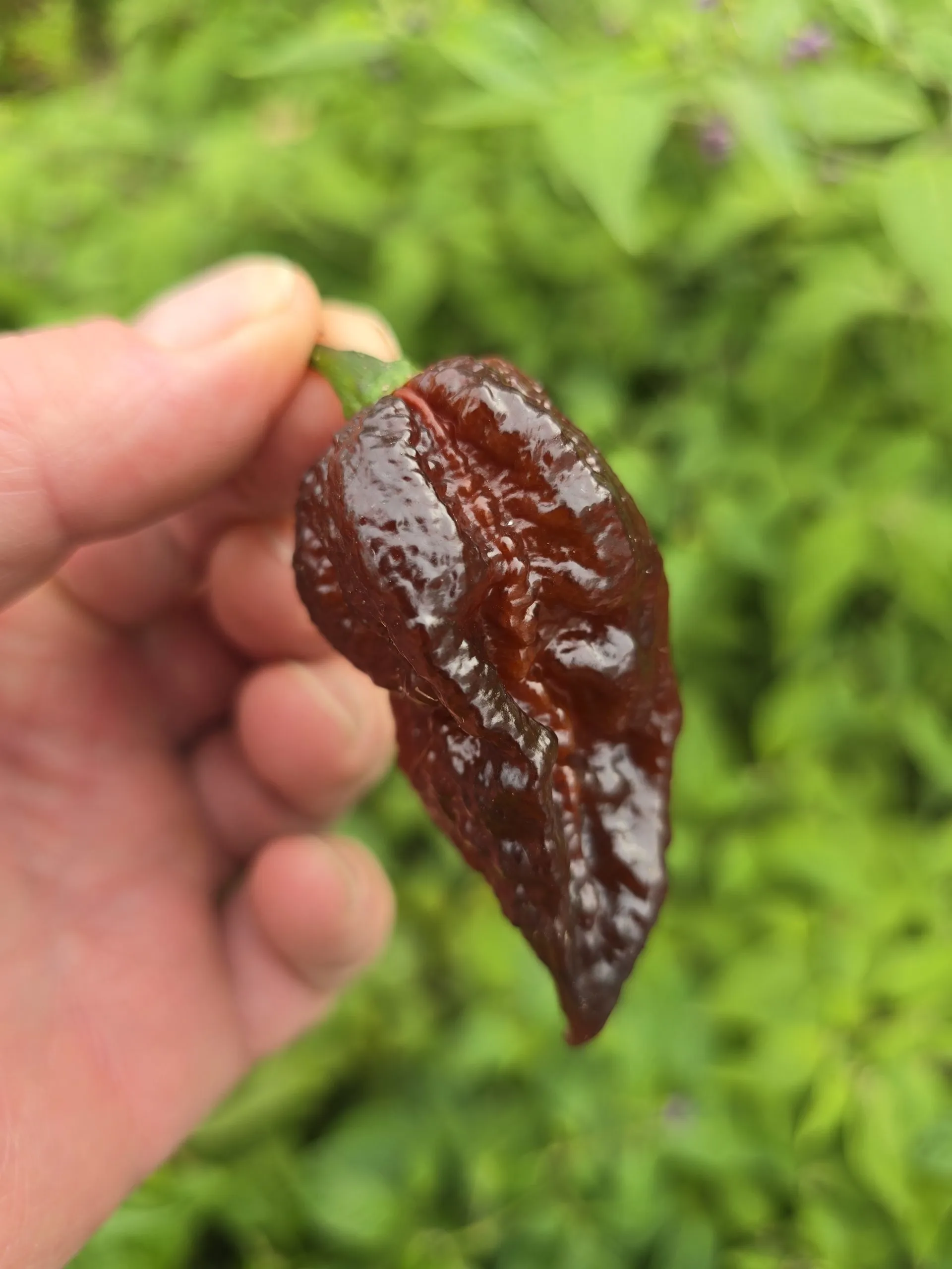 Nazguls Breakfast Chilli Seeds - Image 7