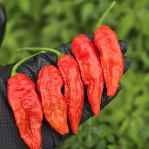 Improved Naga Chilli Seeds