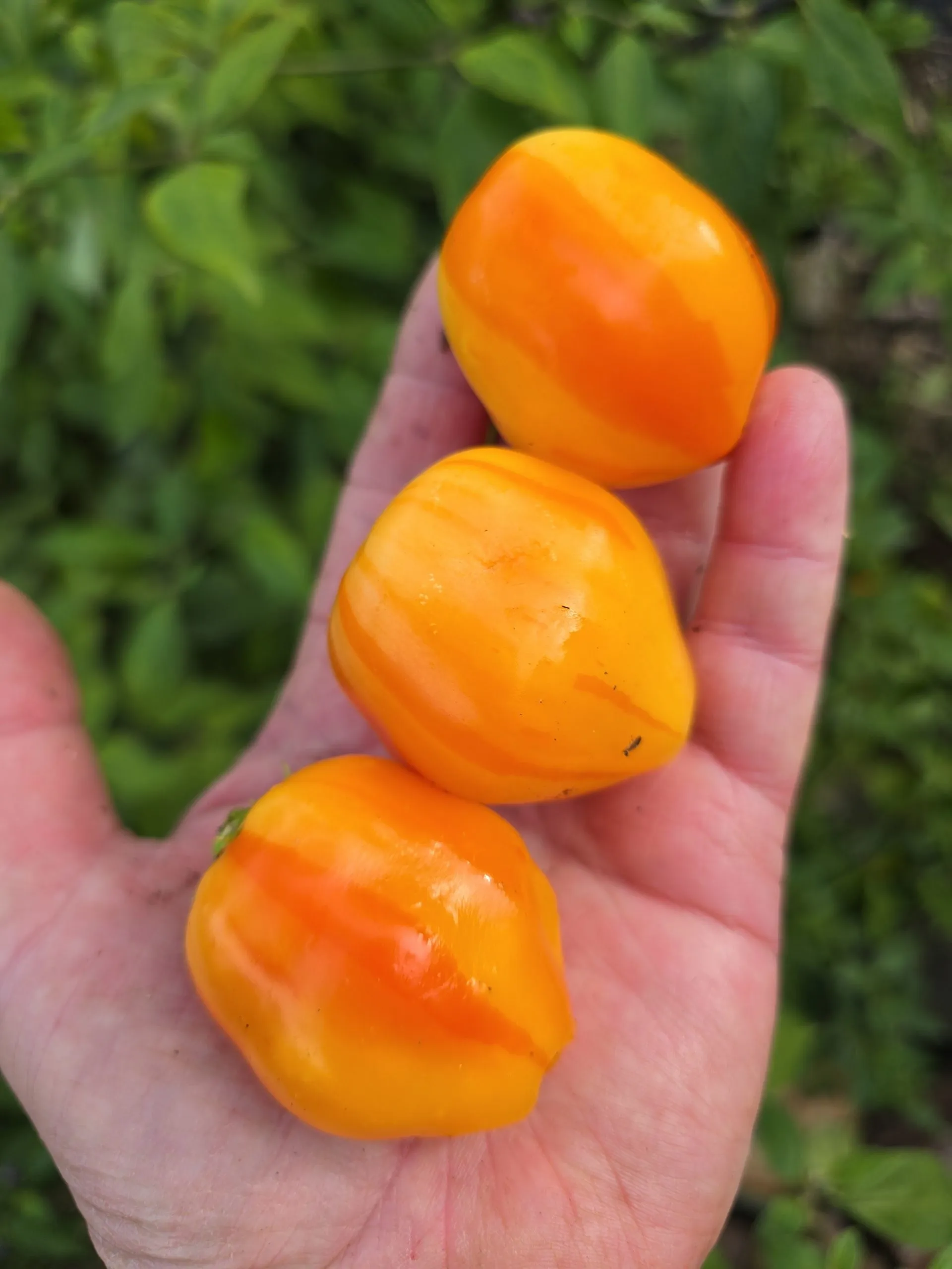 Aji Fantasy Stripey V1 Chilli Seeds - Image 8
