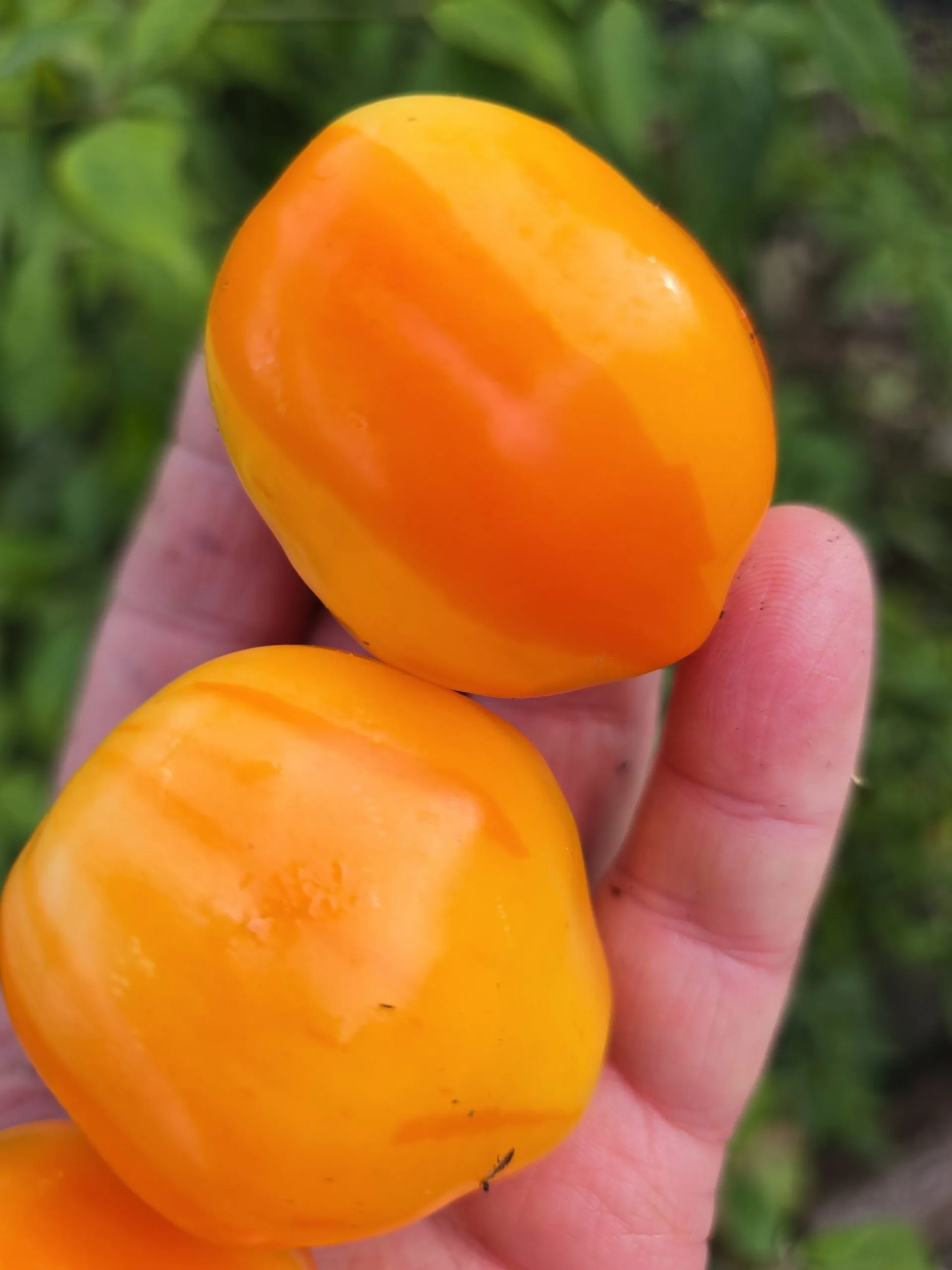 Aji Fantasy Stripey V1 Chilli Seeds - Image 7