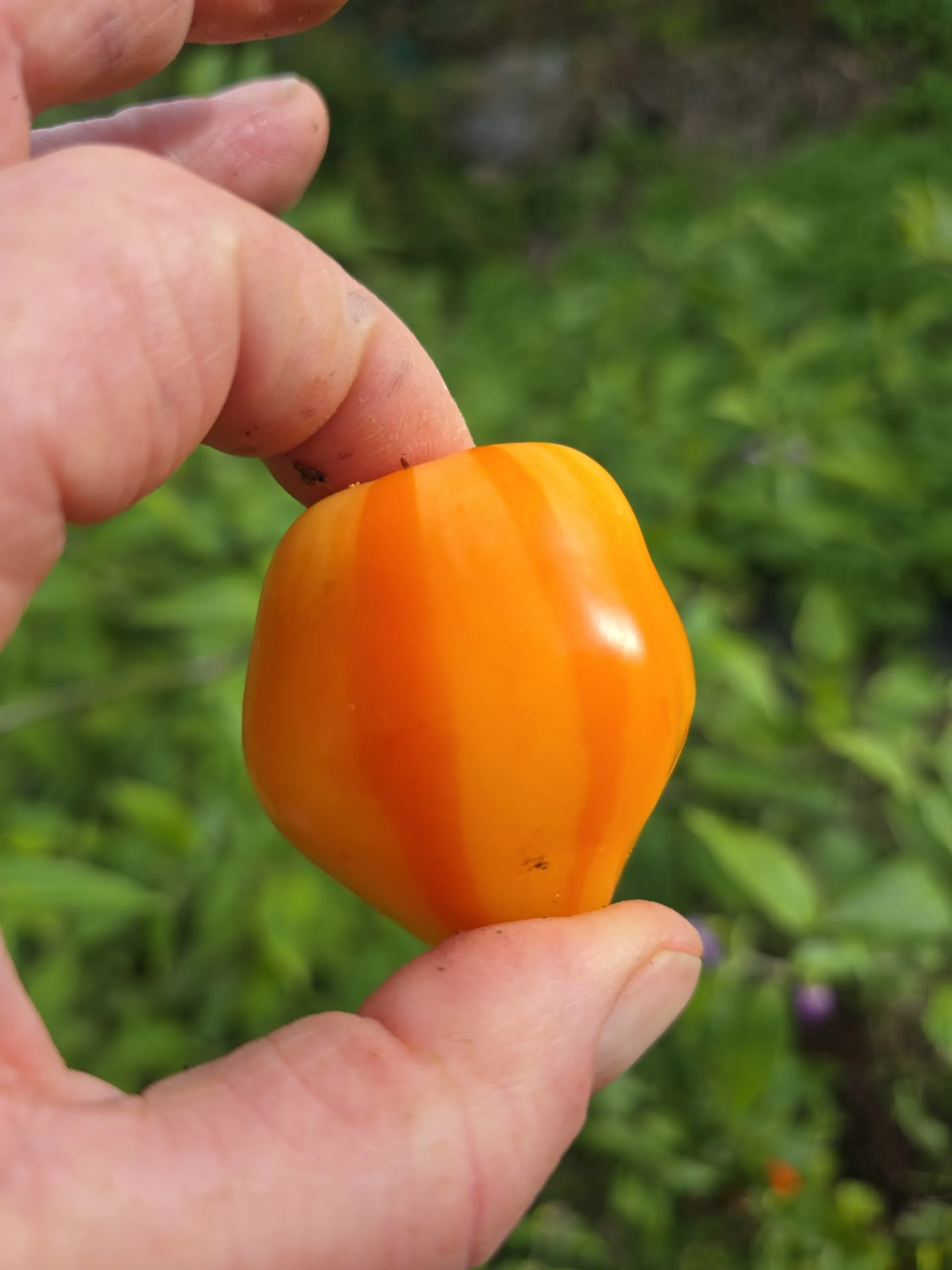 Aji Fantasy Stripey V1 Chilli Seeds - Image 6