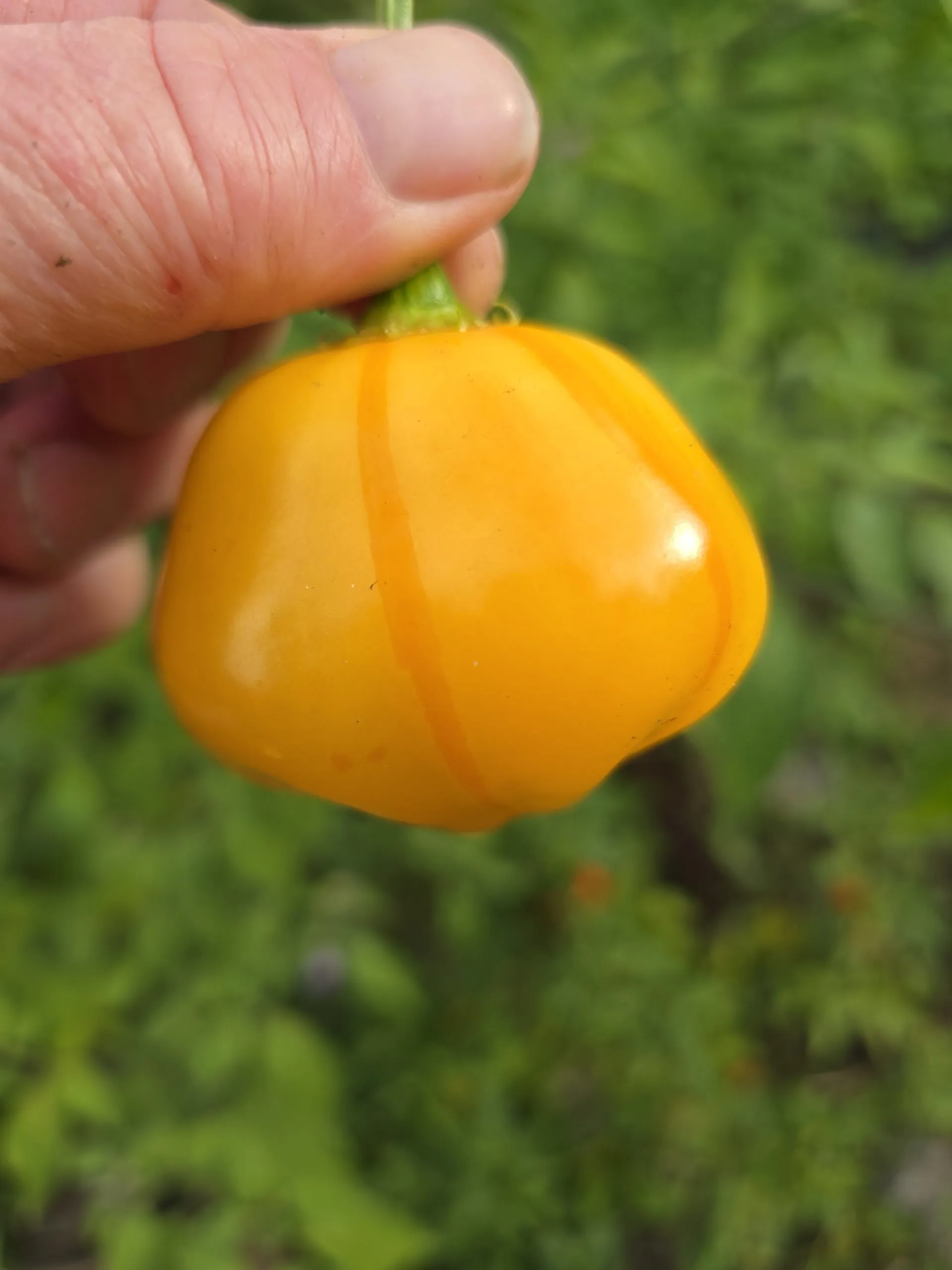 Aji Fantasy Stripey V1 Chilli Seeds - Image 5