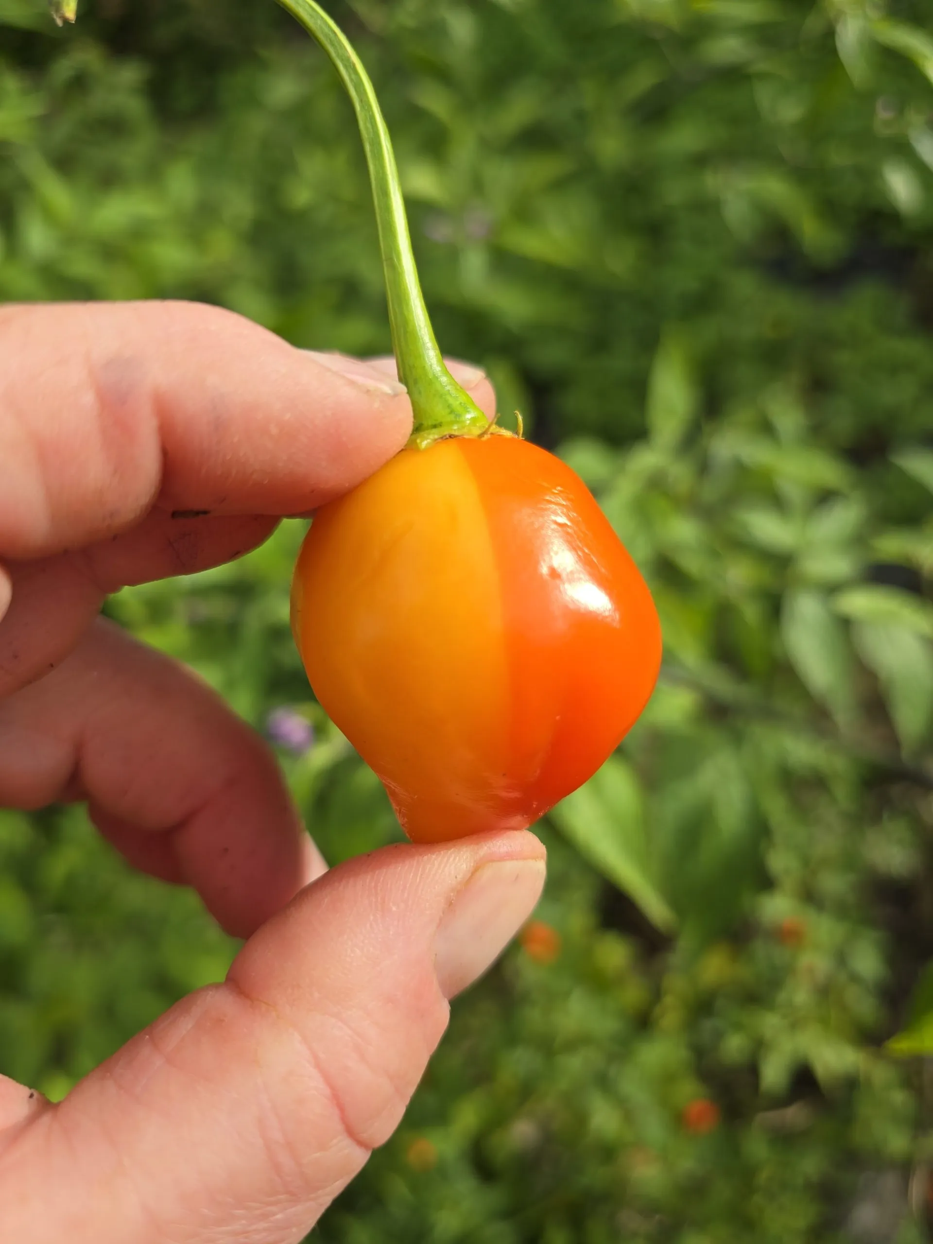 Aji Fantasy Stripey V1 Chilli Seeds - Image 4