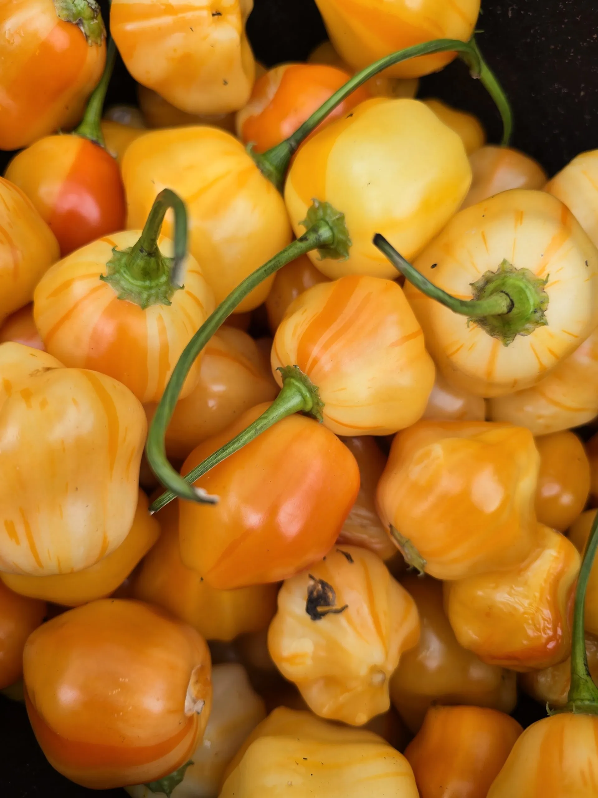 Aji Fantasy Stripey V1 Chilli Seeds - Image 3