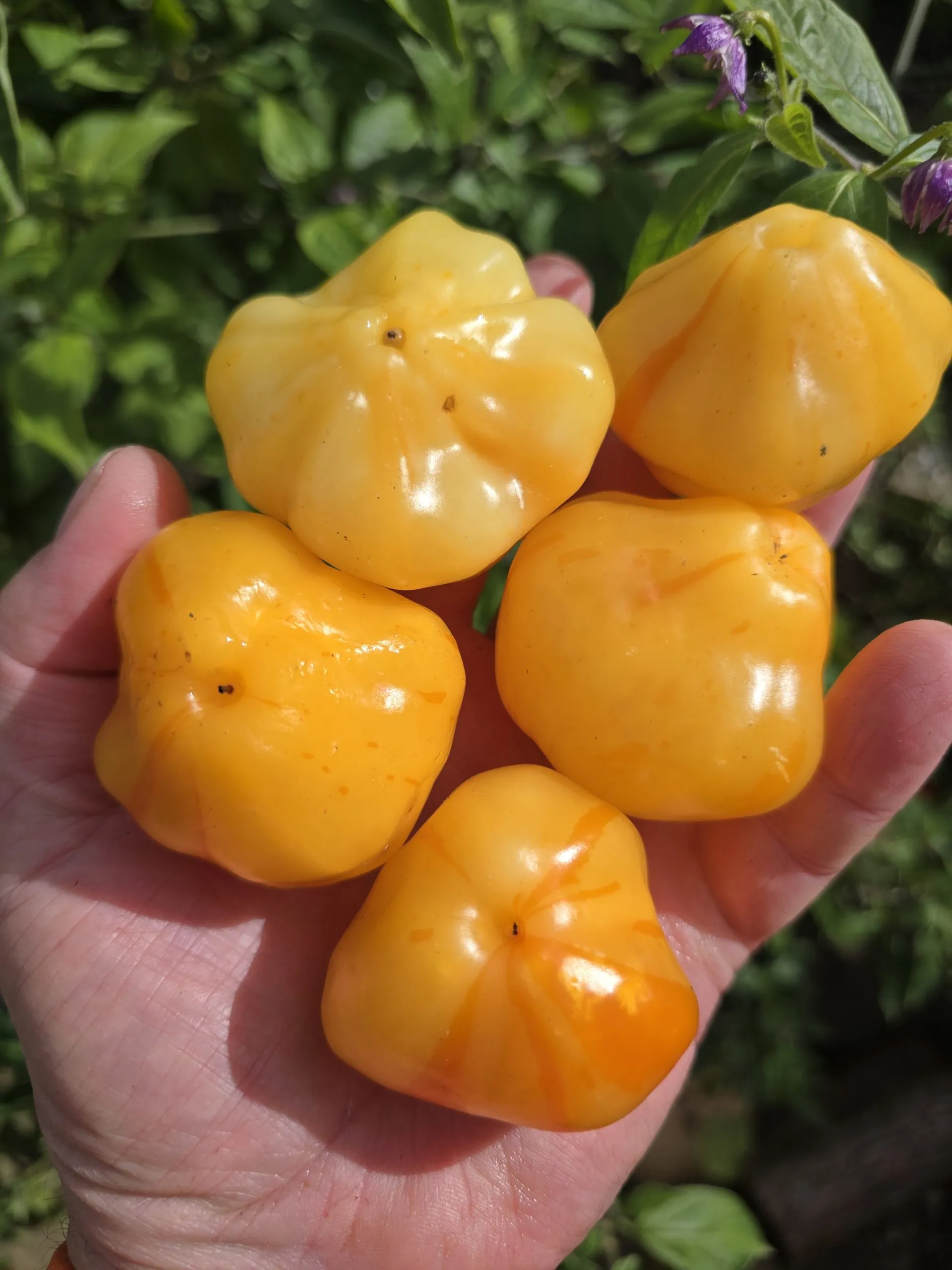 Aji Fantasy Stripey V1 Chilli Seeds - Image 2