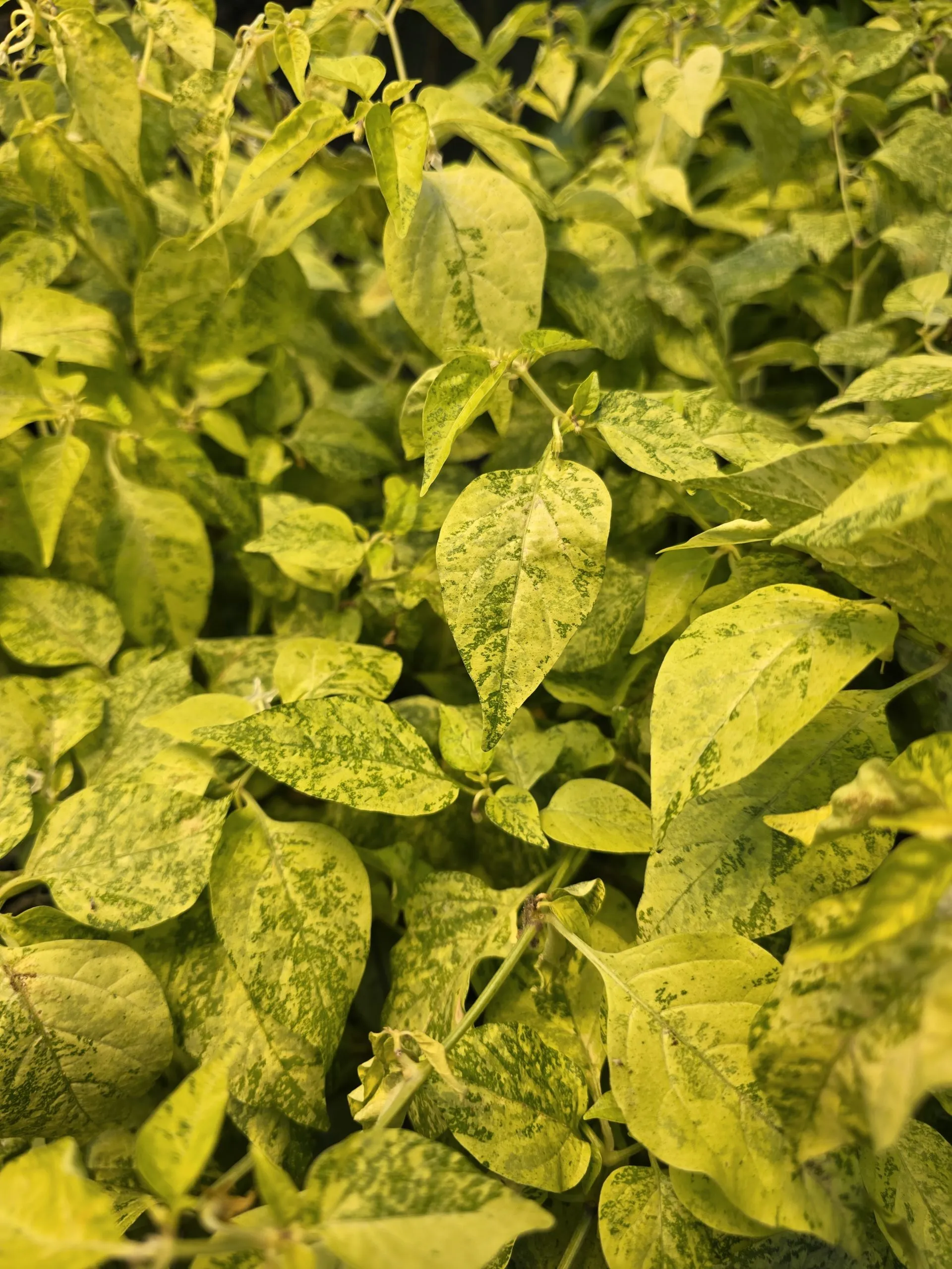 Black Peach Chupertinho x Ninfadora F6 Chilli Seeds - Image 3