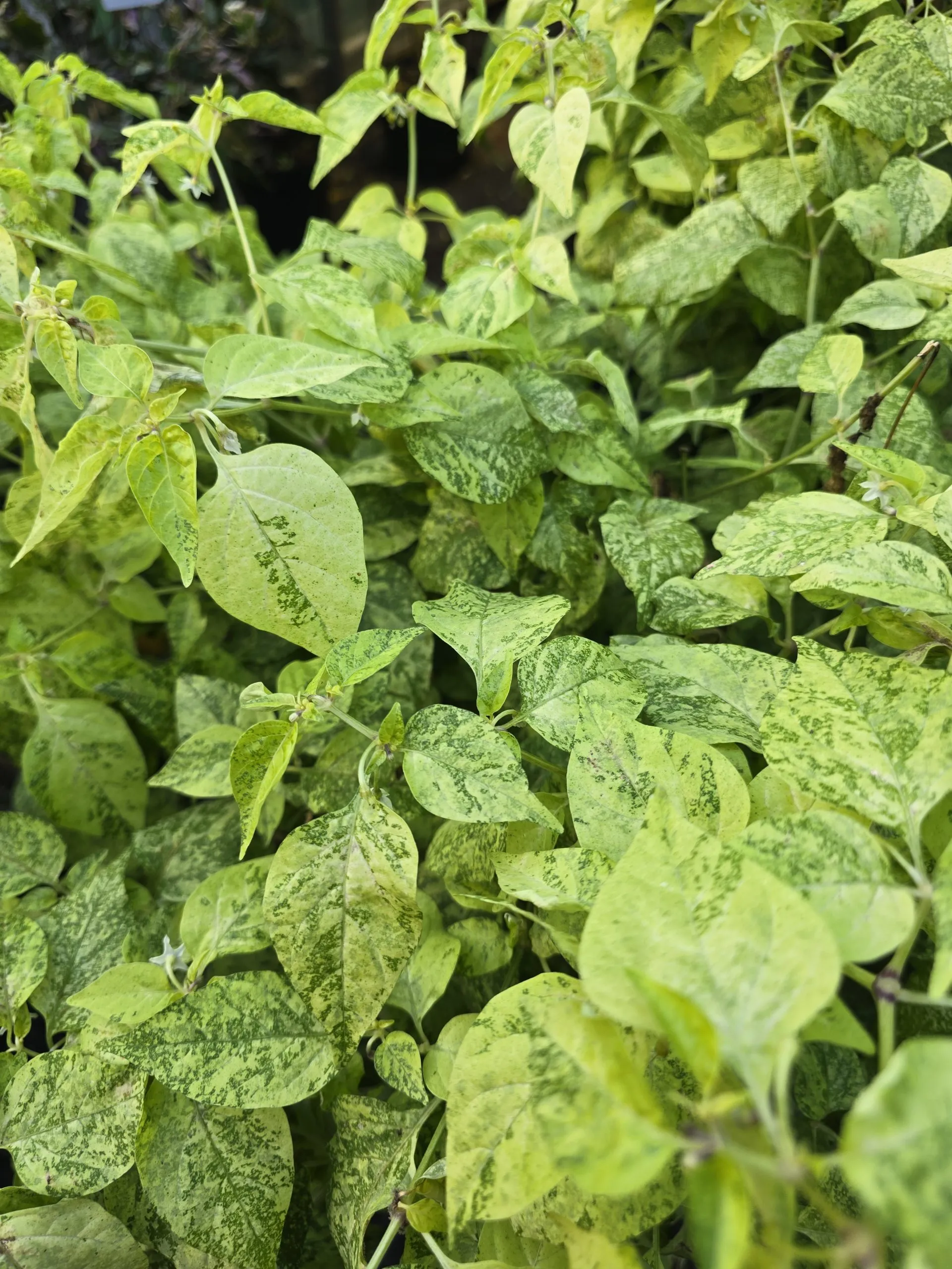 Black Peach Chupertinho x Ninfadora F6 Chilli Seeds - Image 2